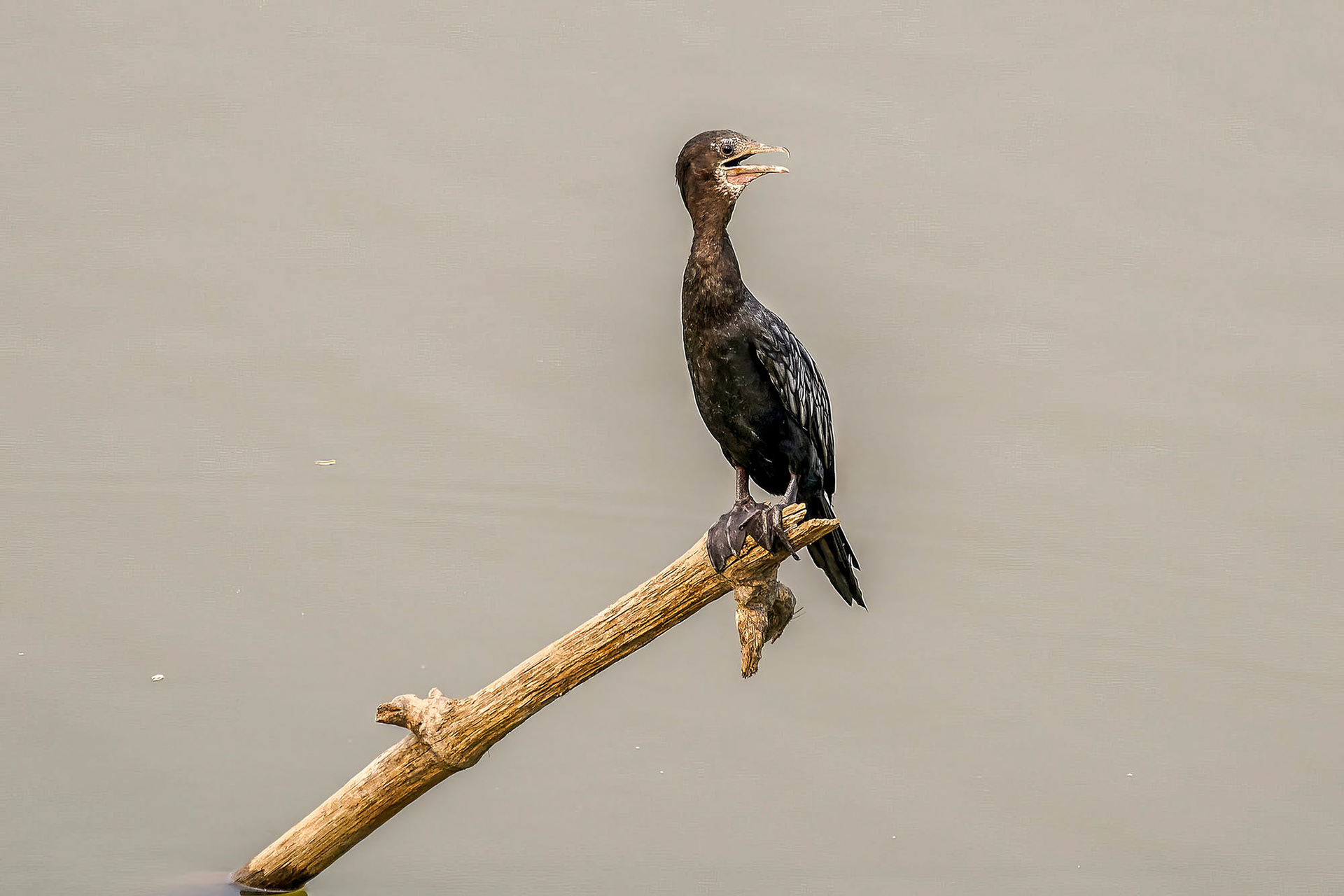 Kleinscharbe / little cormorant