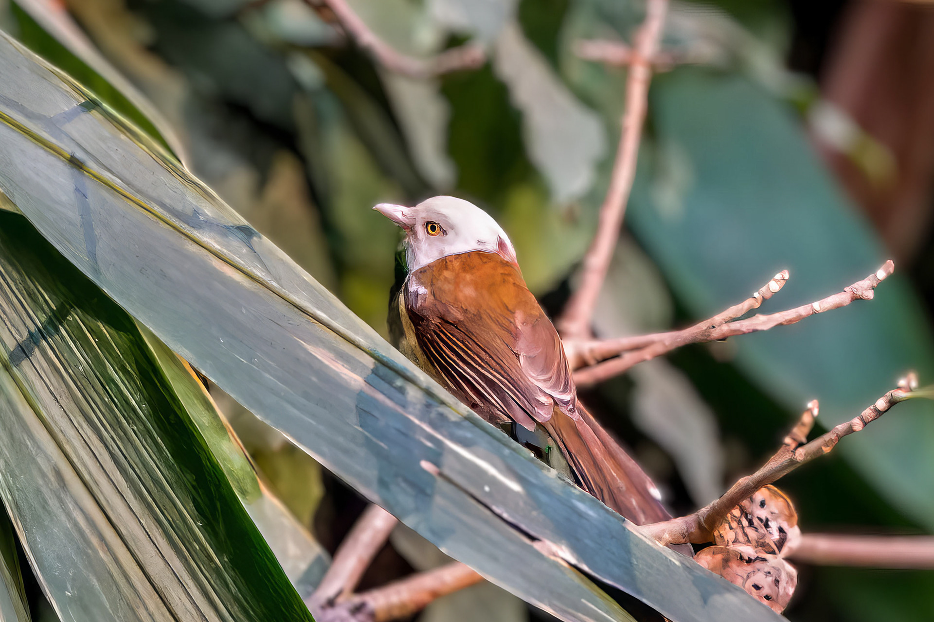 Weißkopf-Baumdrossling / white-hooded babbler