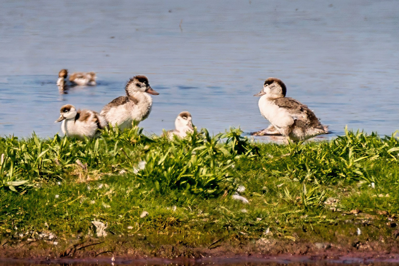 Brandgans, juvenile