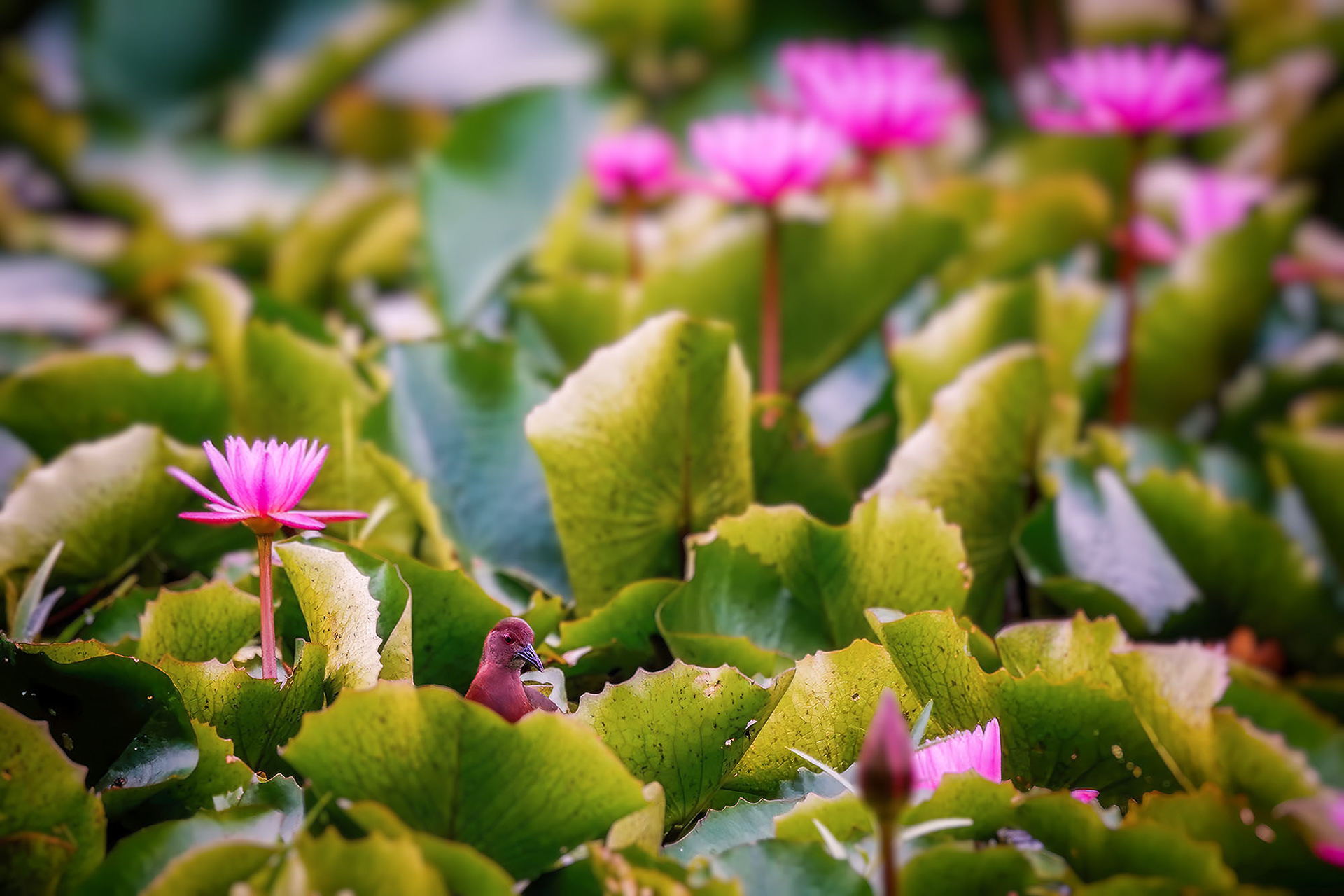 Zimtsumpfhuhn / ruddy-breasted crake