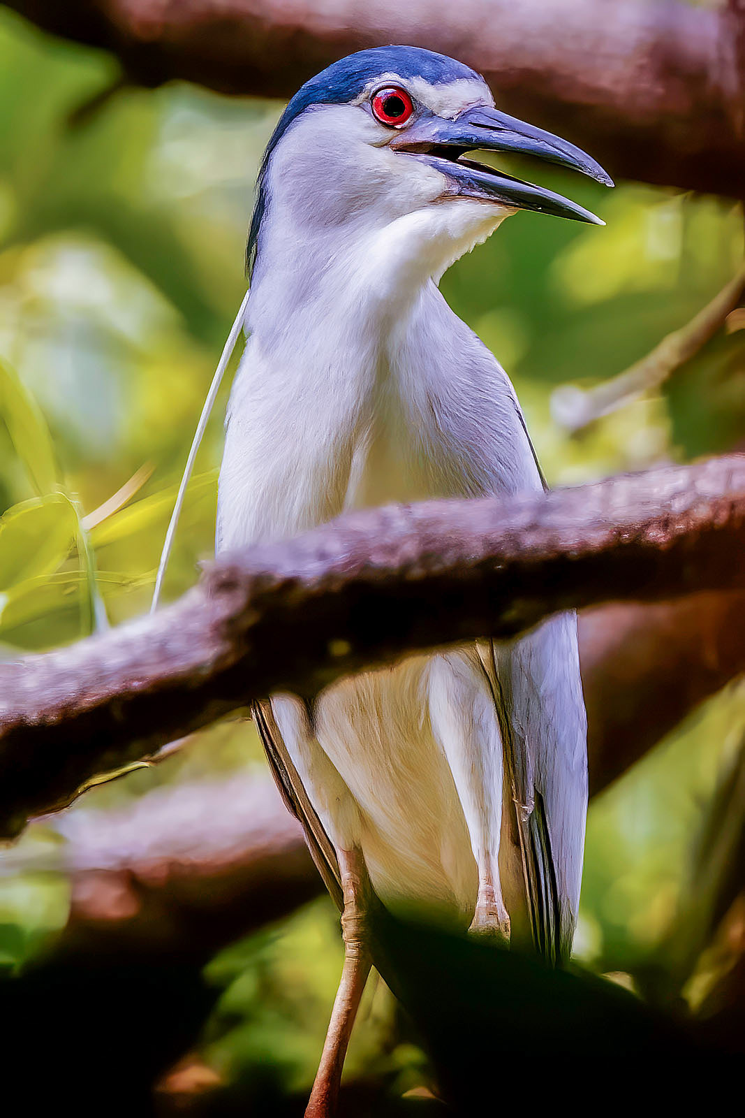 Nachtreiher / black-crowned night heron