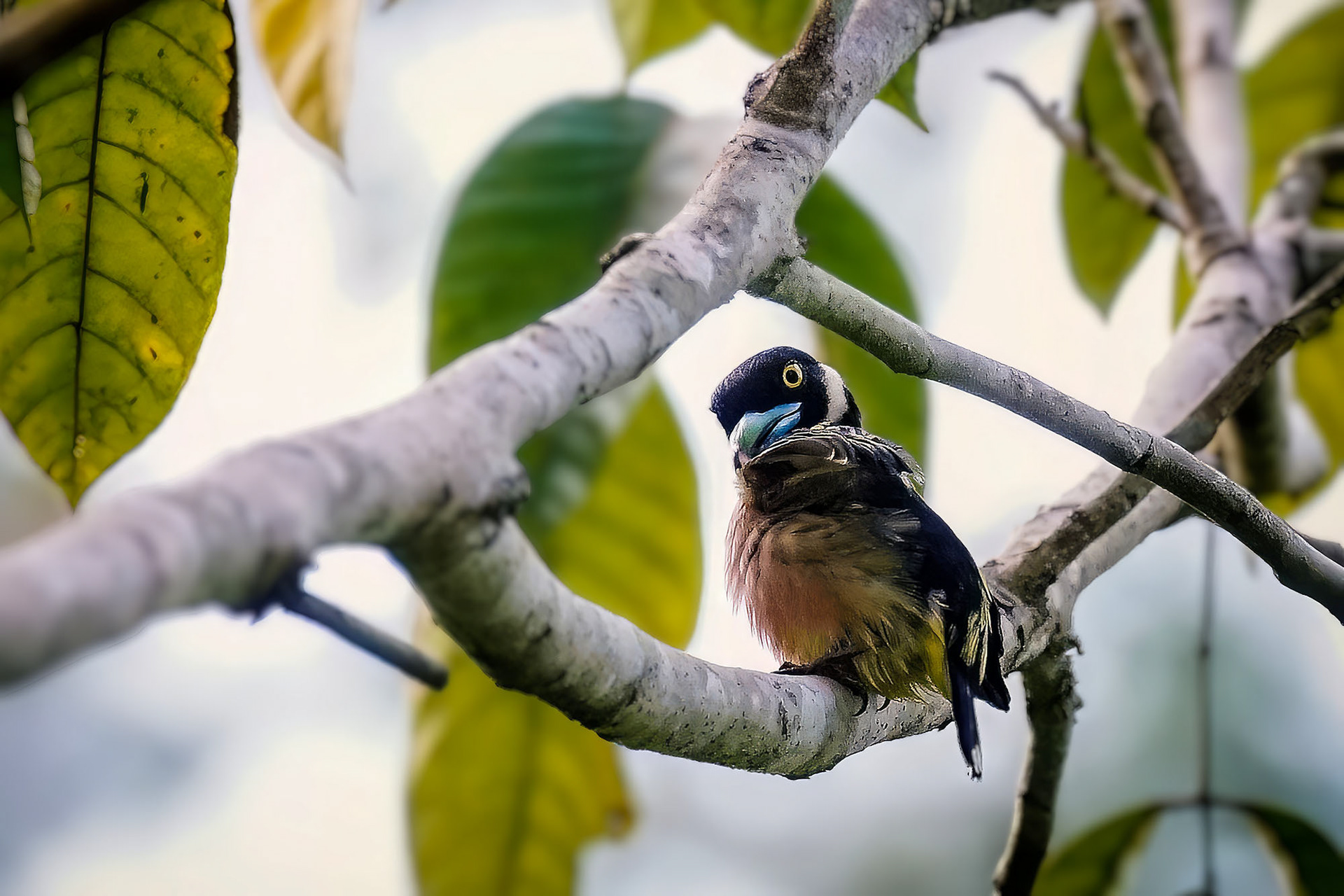 male