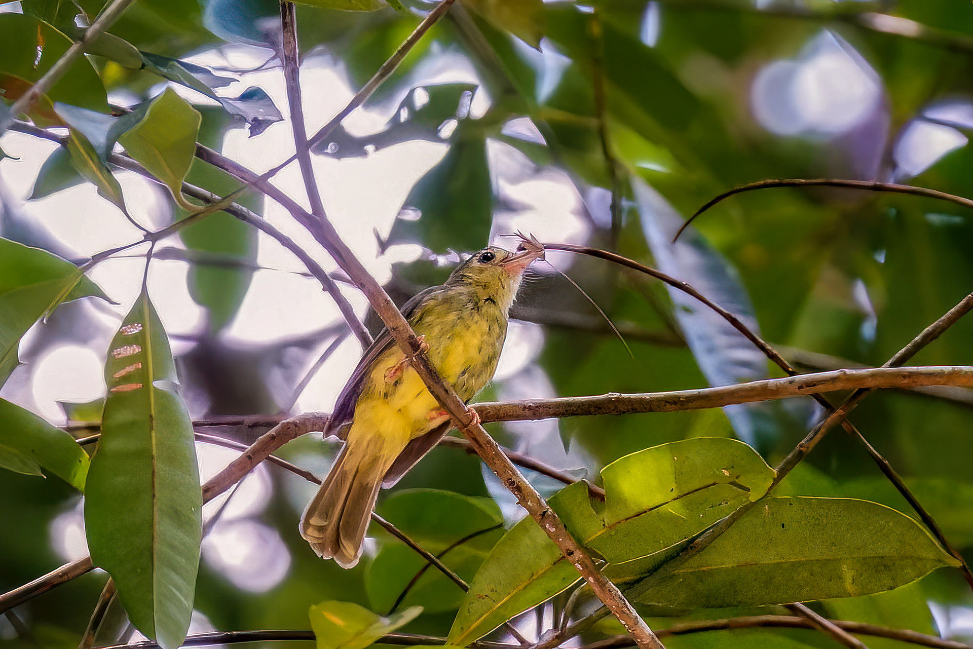 Borstenmantelbülbül