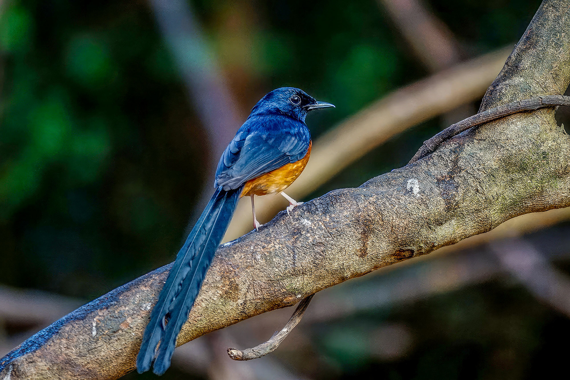 Schamadrossel (M) / White-rumped Shama