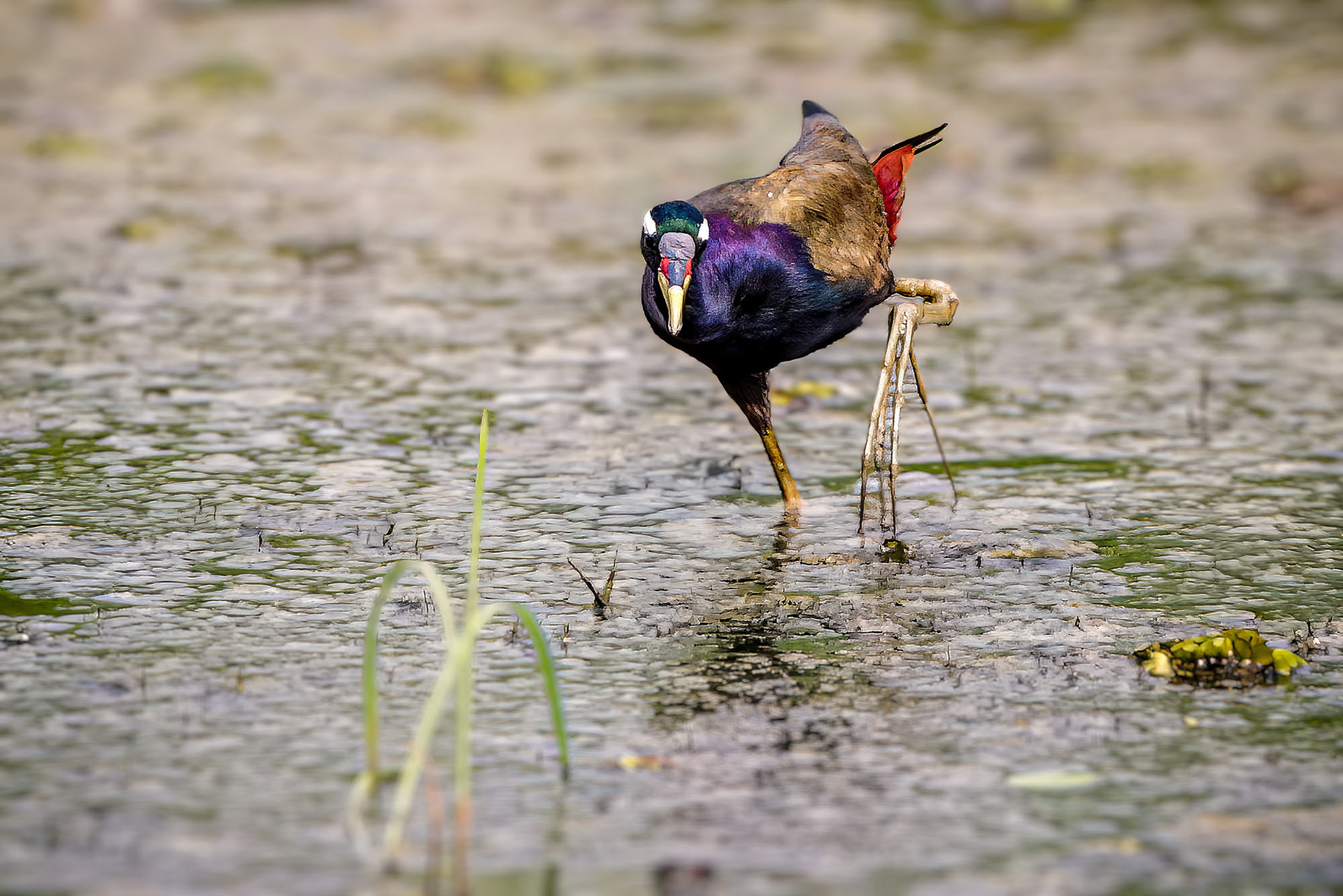 Bronzeblatthühnchen / bronze-winged jacana