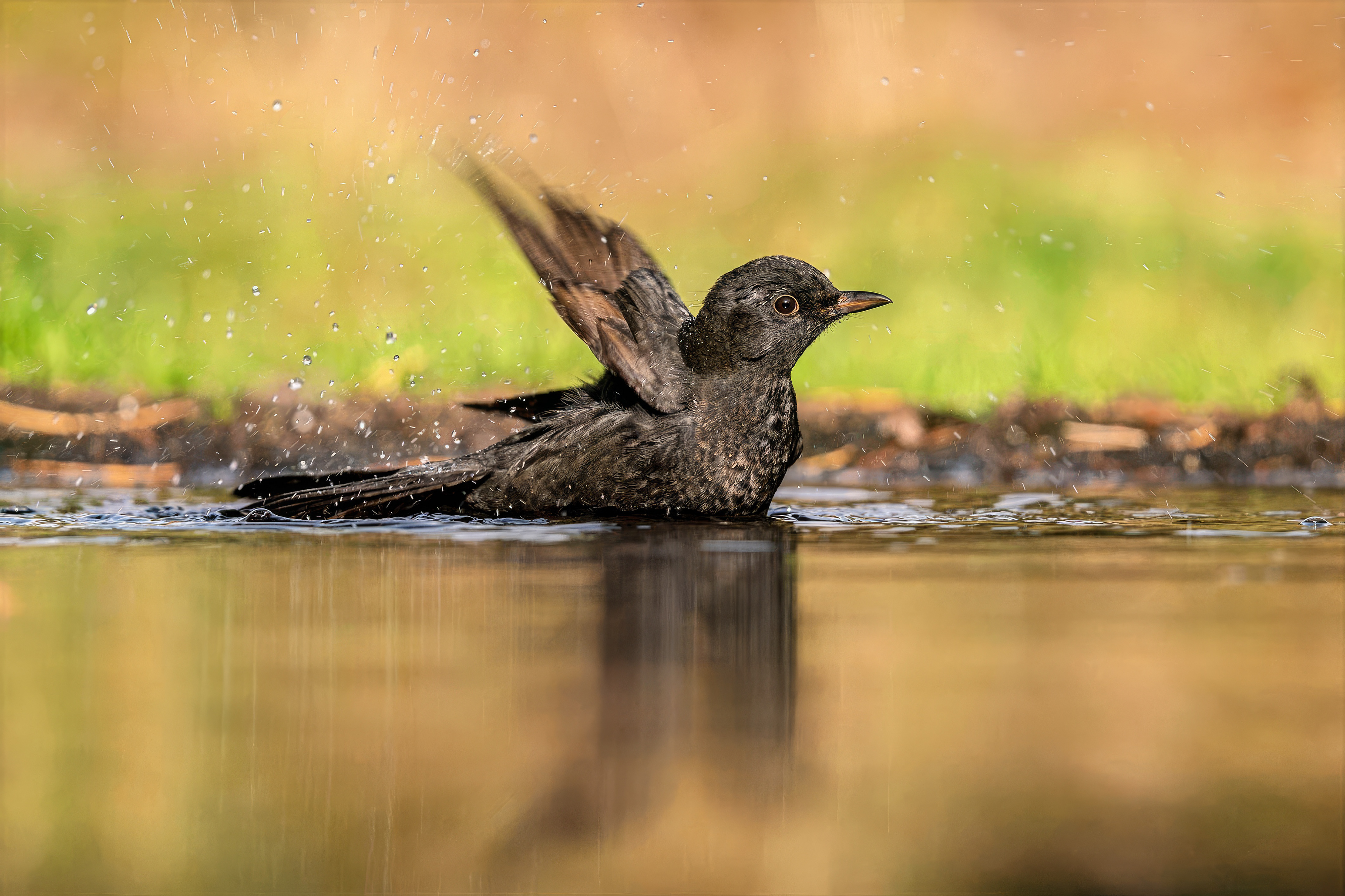 Amsel (Juv)