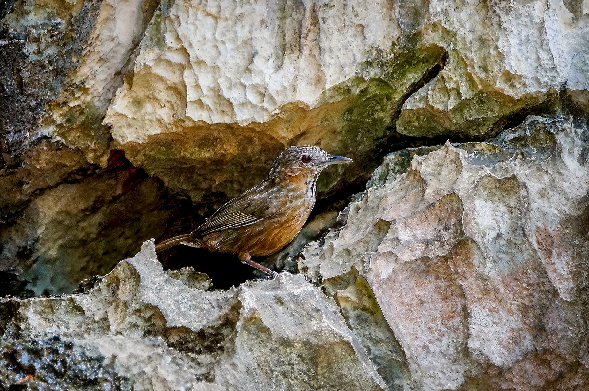 Kalksteintimalie / Limestone Wren-babbler