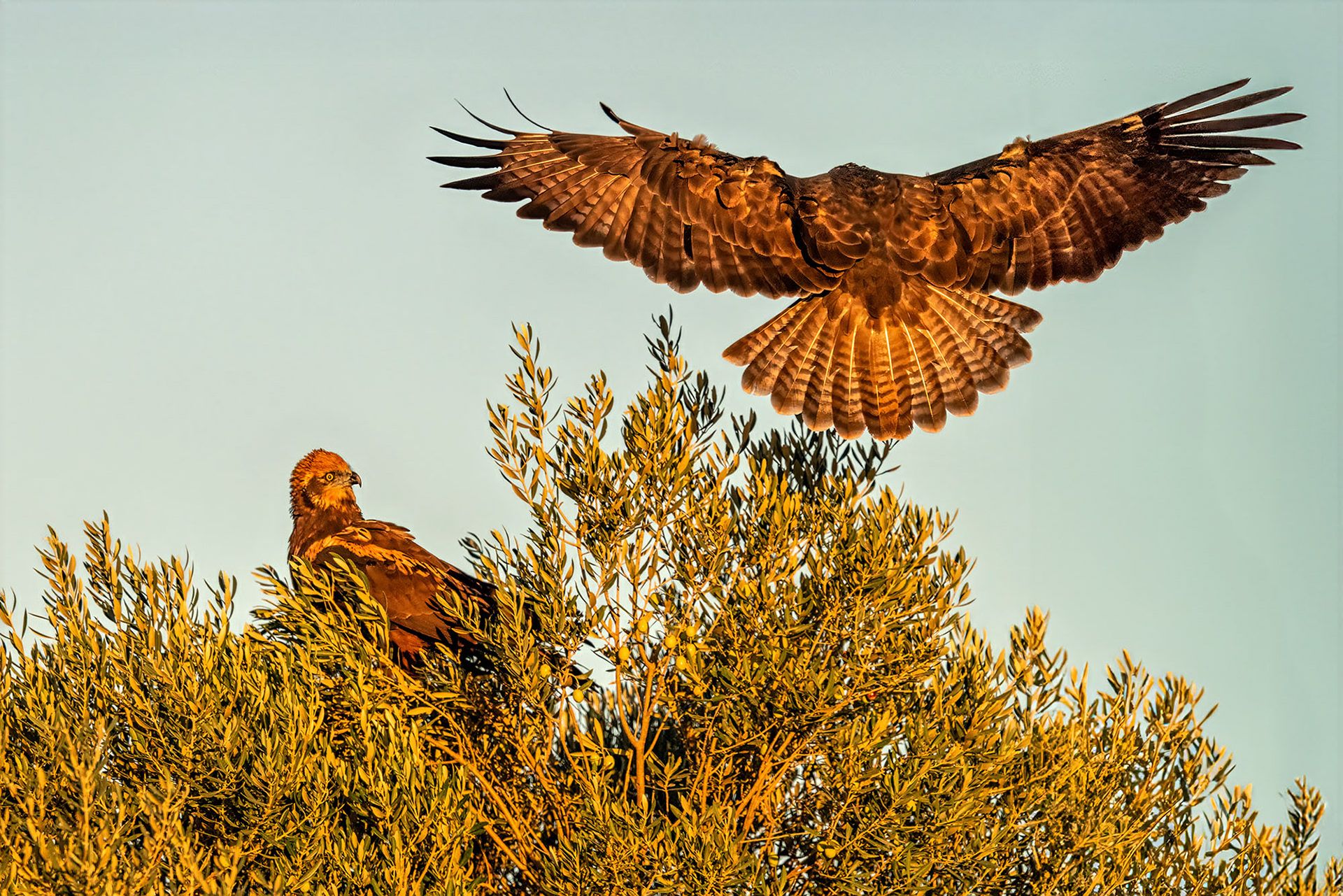 Mäusebussard will den Platz der Rohrweihe
