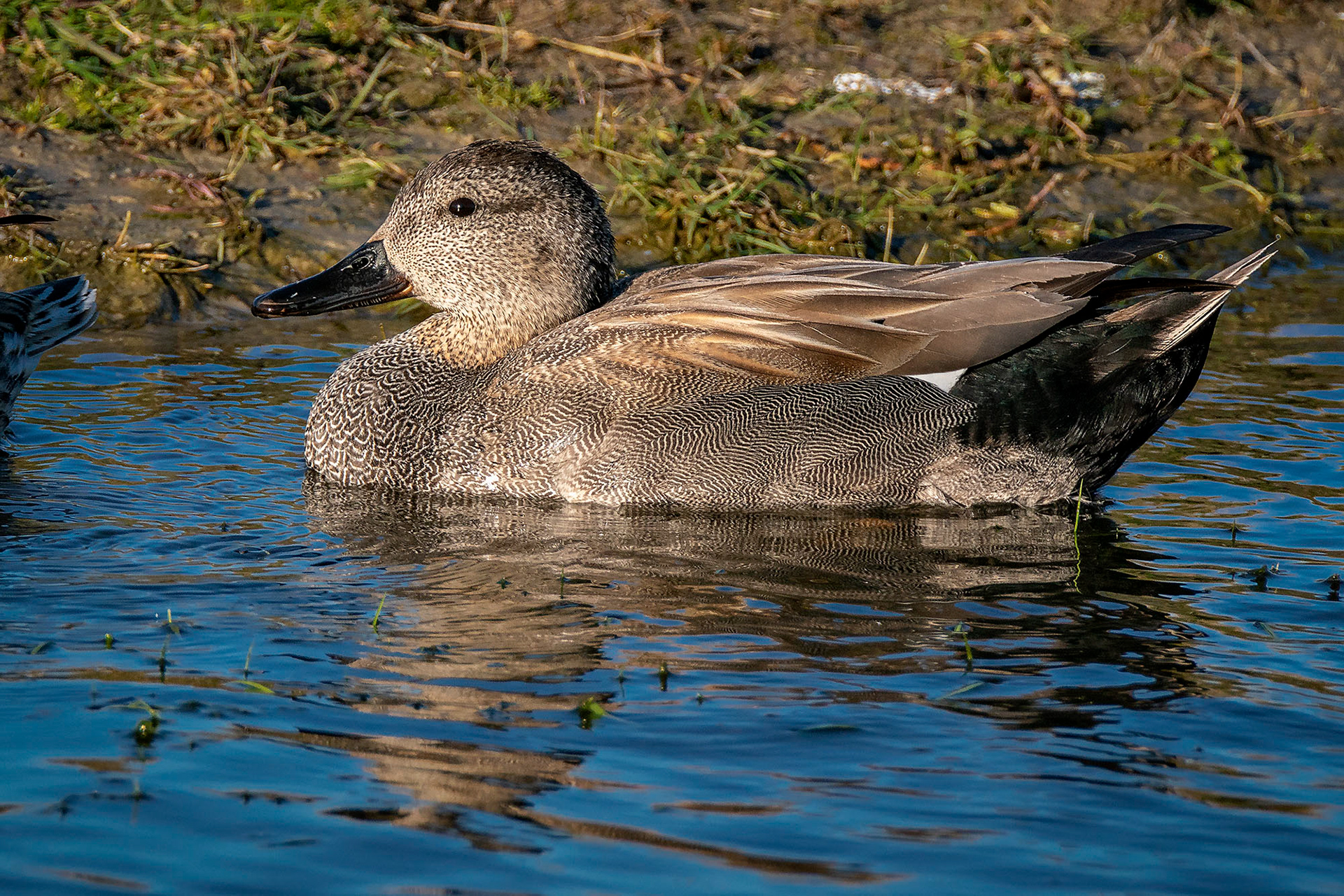 Schnatterente, male