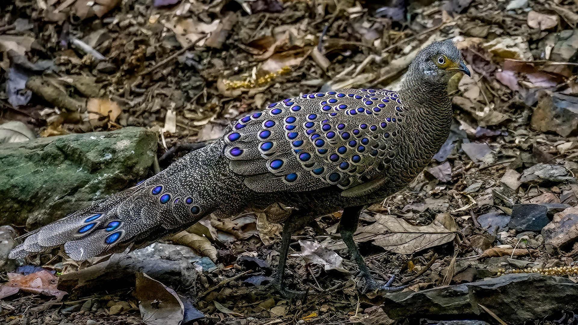 male