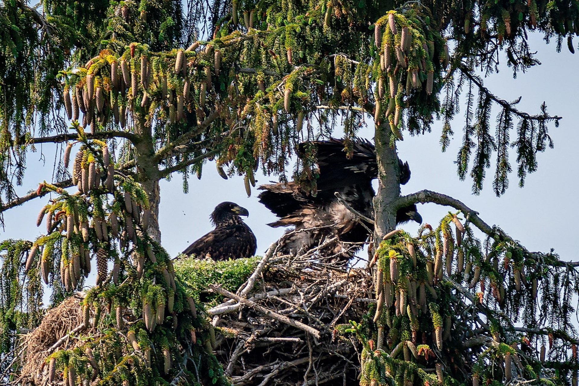Nestlinge