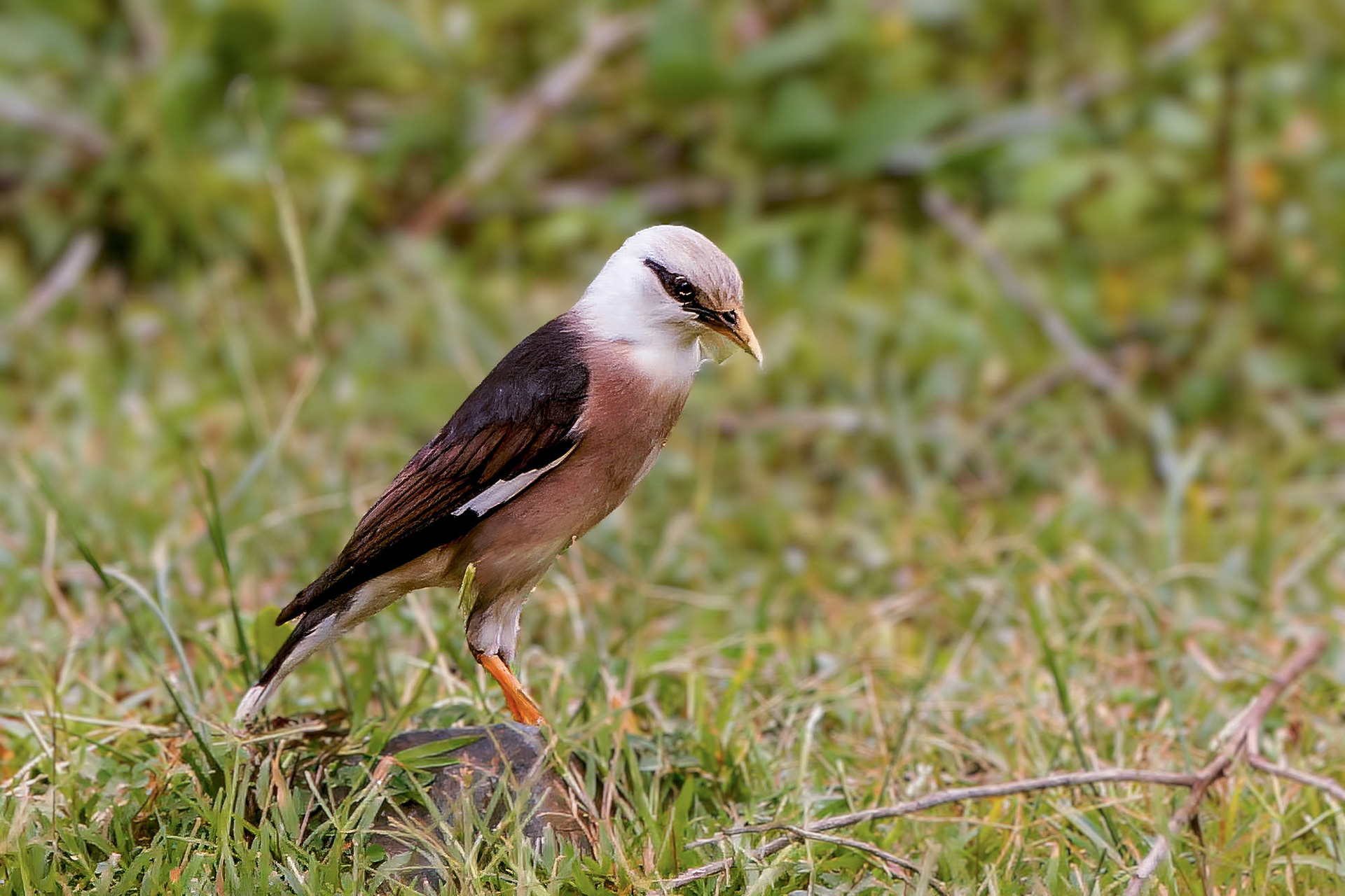 Burmastar / vinous-breasted myna or vinous-breasted starling
