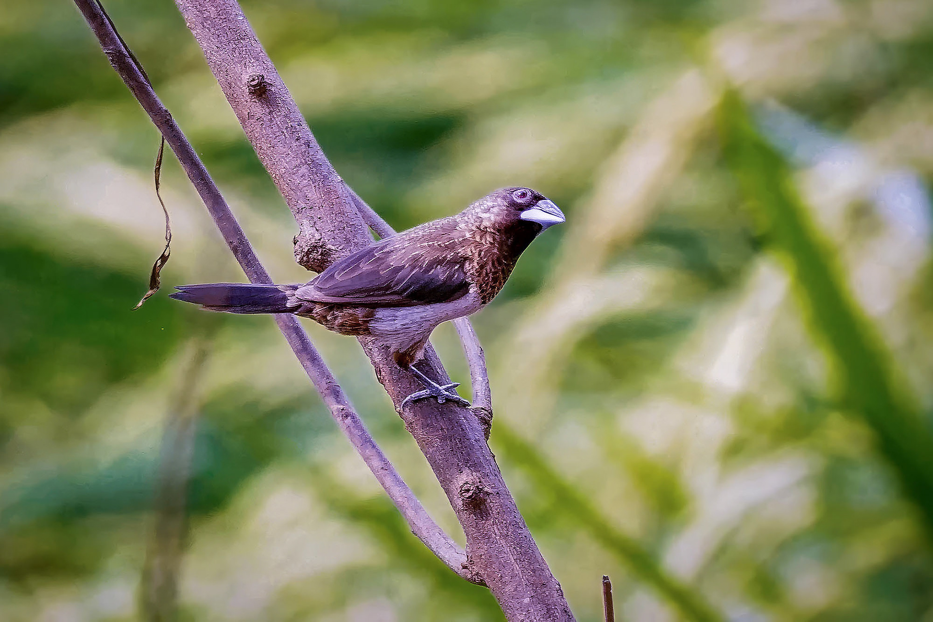 Spitzschwanz-Bronzemännchen