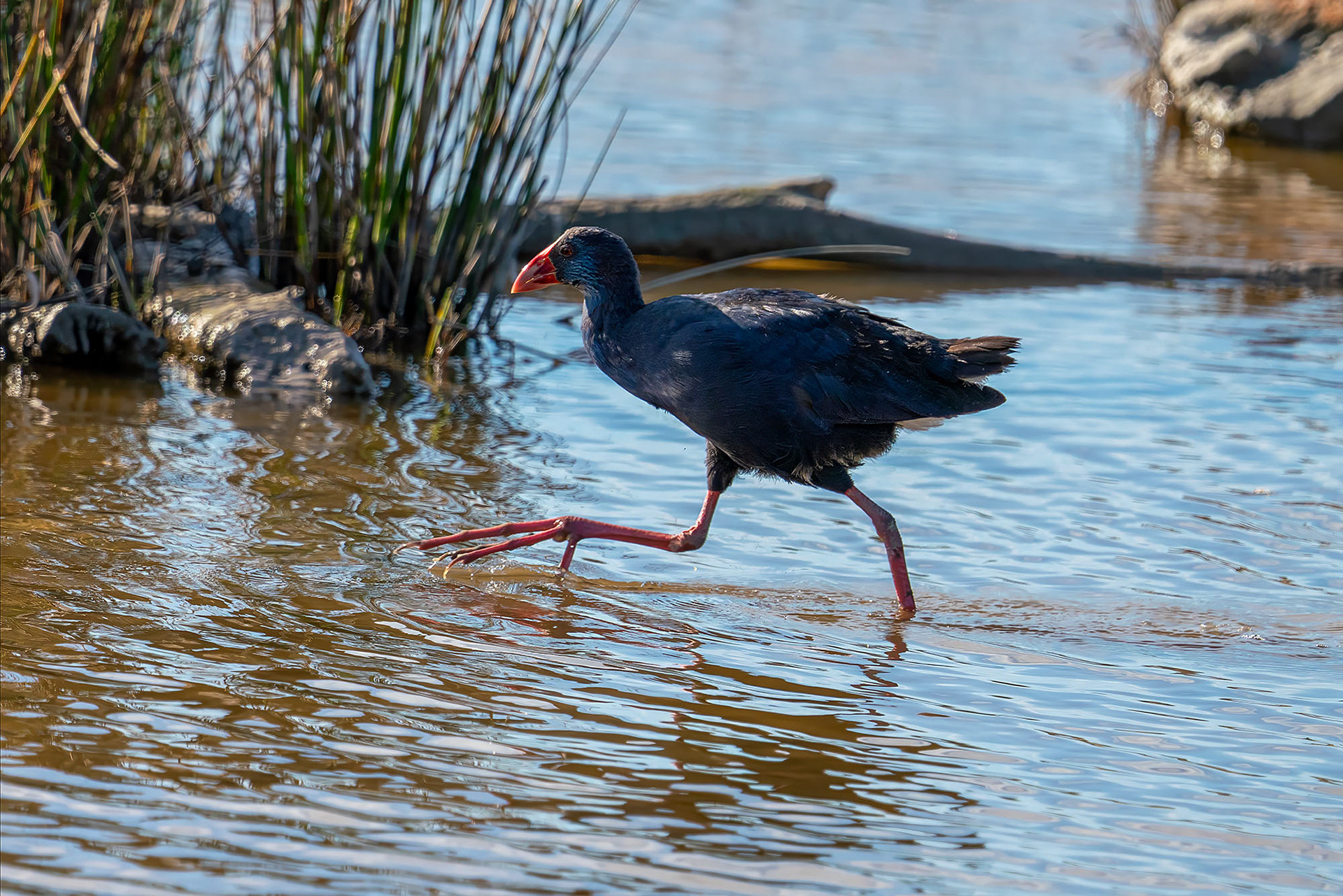 Purpurhuhn
