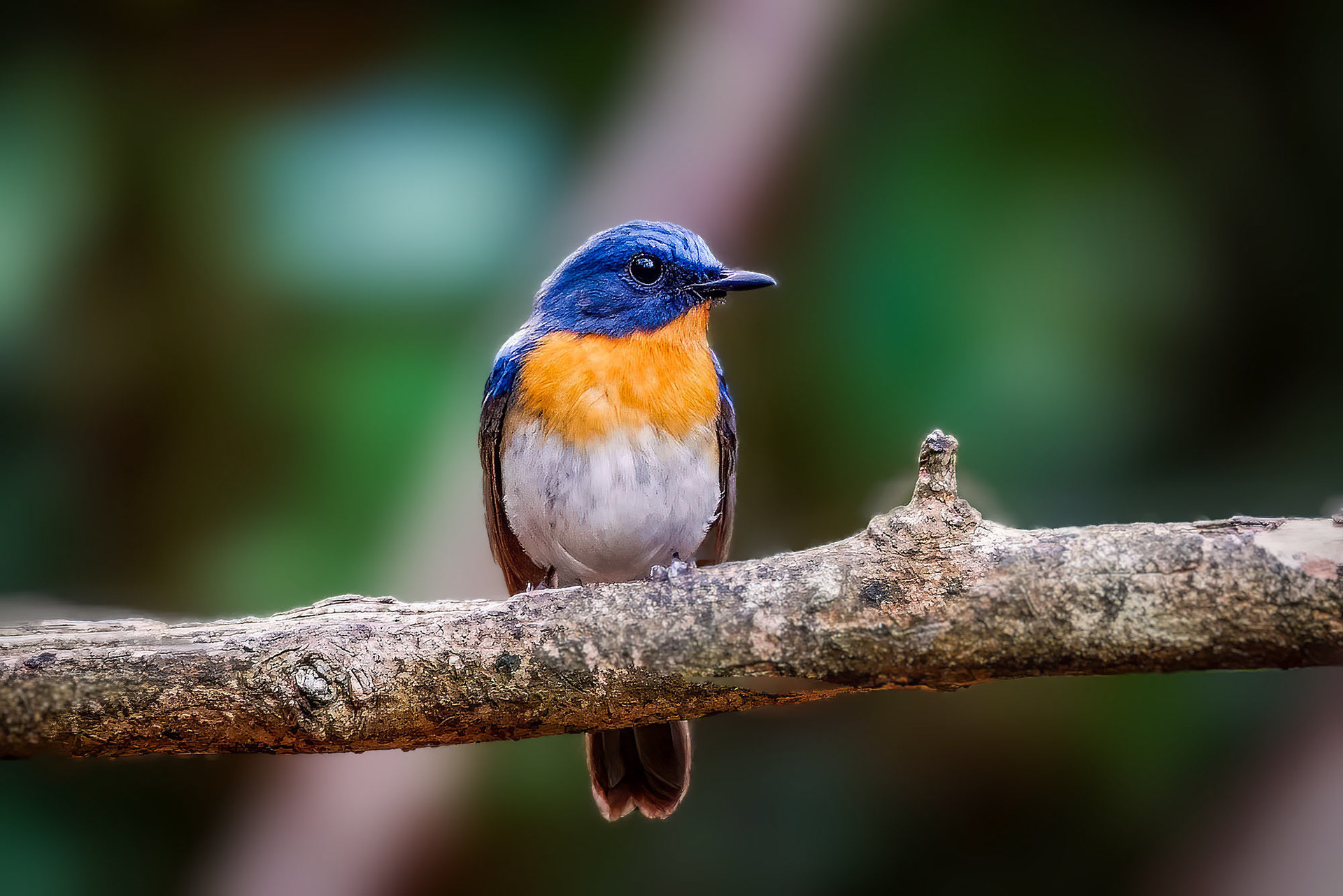 Tickellblauschnäpper (M) / Tickell's Blue-flycatcher