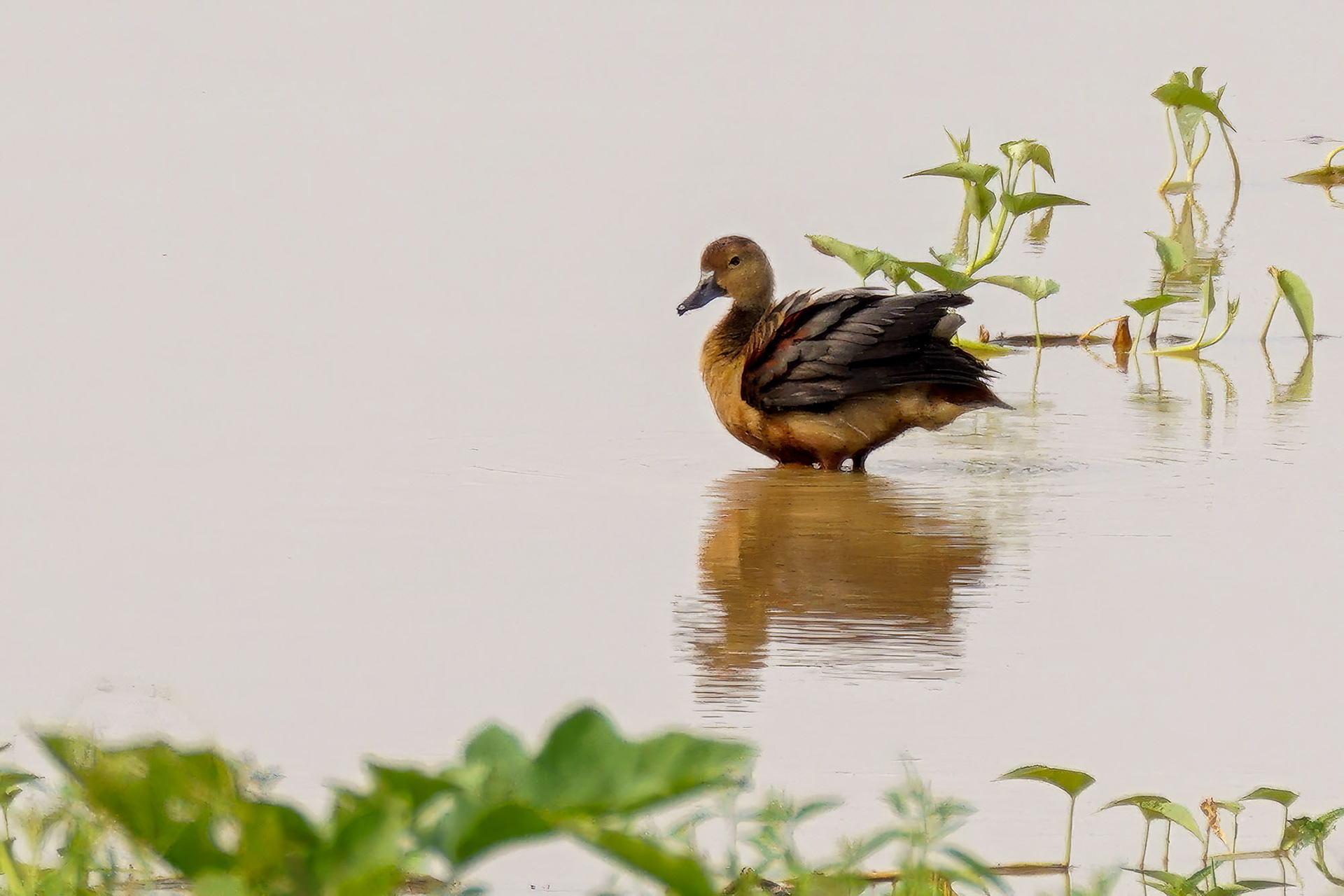 Javapfeifgans /  lesser whistling duck