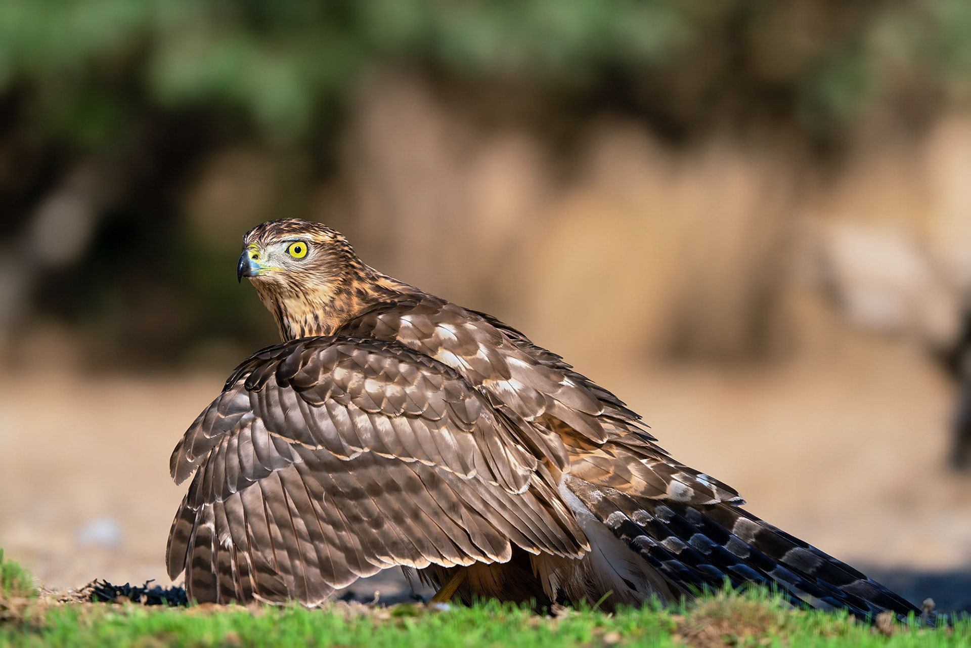 Habicht, juvenile. Nervös wacht er über seine Beute durch lautes Rufen und Manteln
