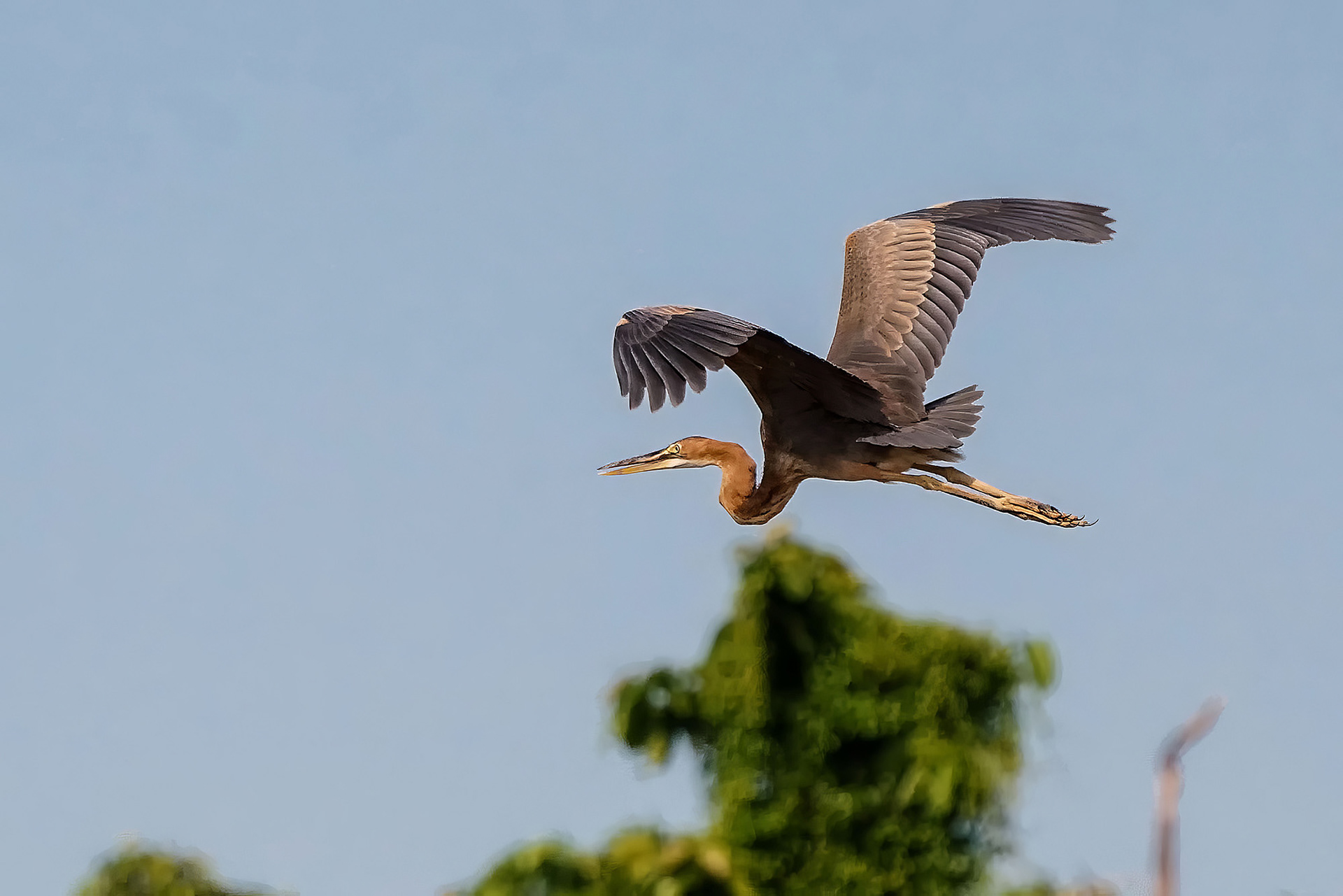 Purpurreiher / purple heron
