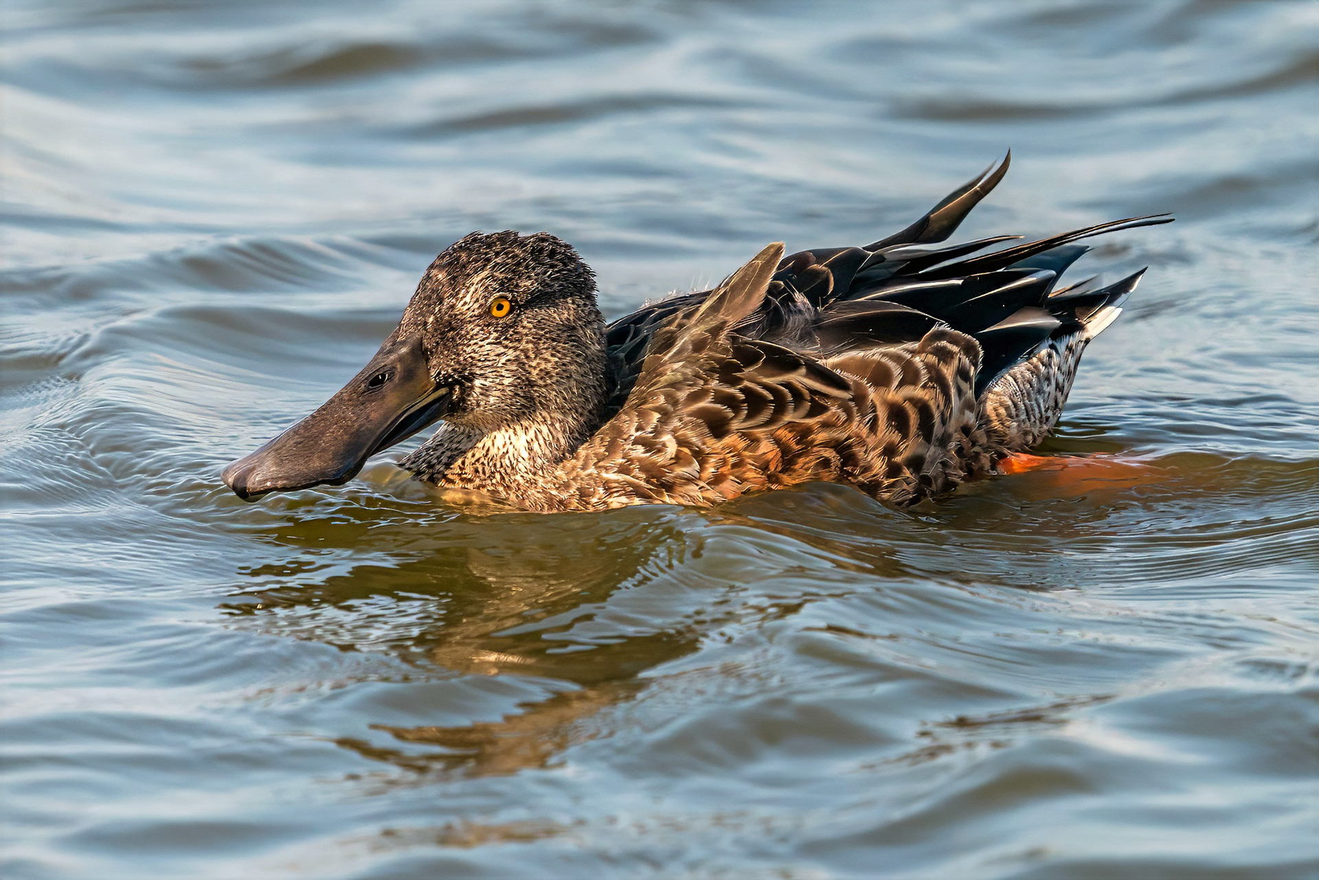Löffelente, female