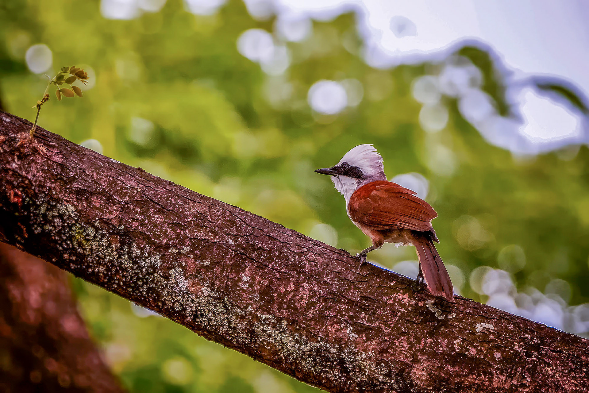 Weißhaubenhäherling / White-crested Laughingthrush