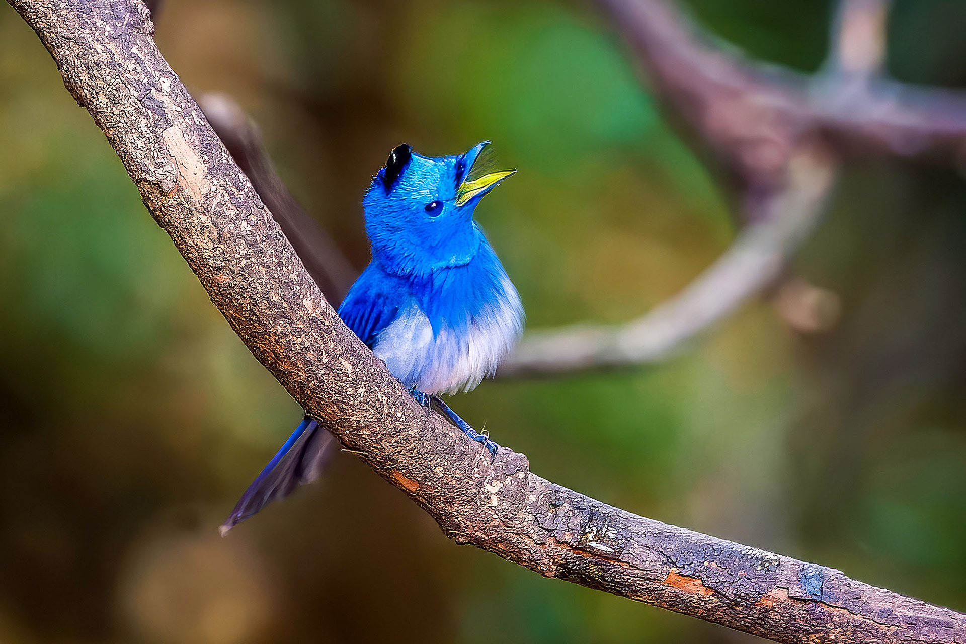 Schwarzgenickschnäpper (M) / Black-naped Monarch