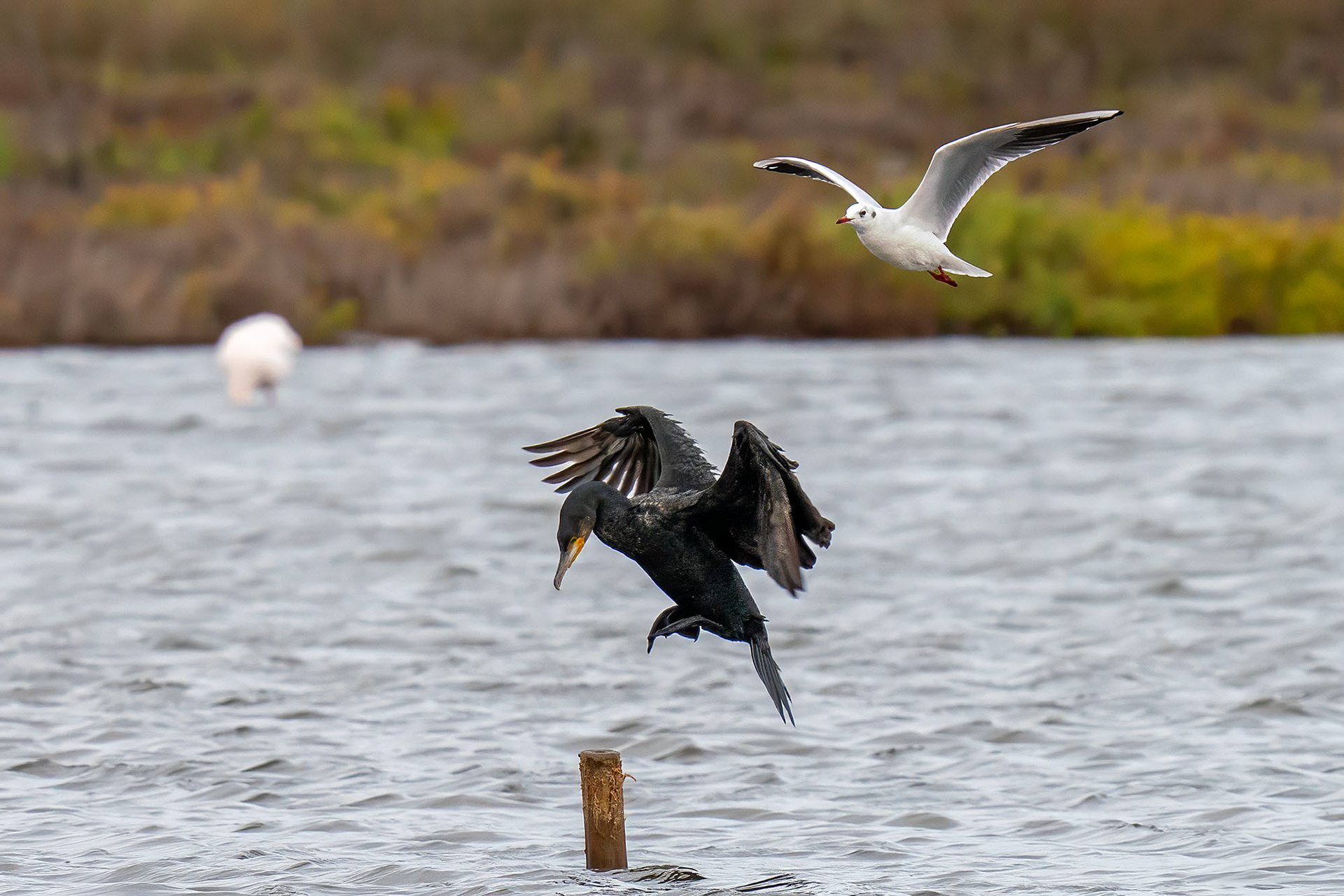 Kormoran & Lachmöwe