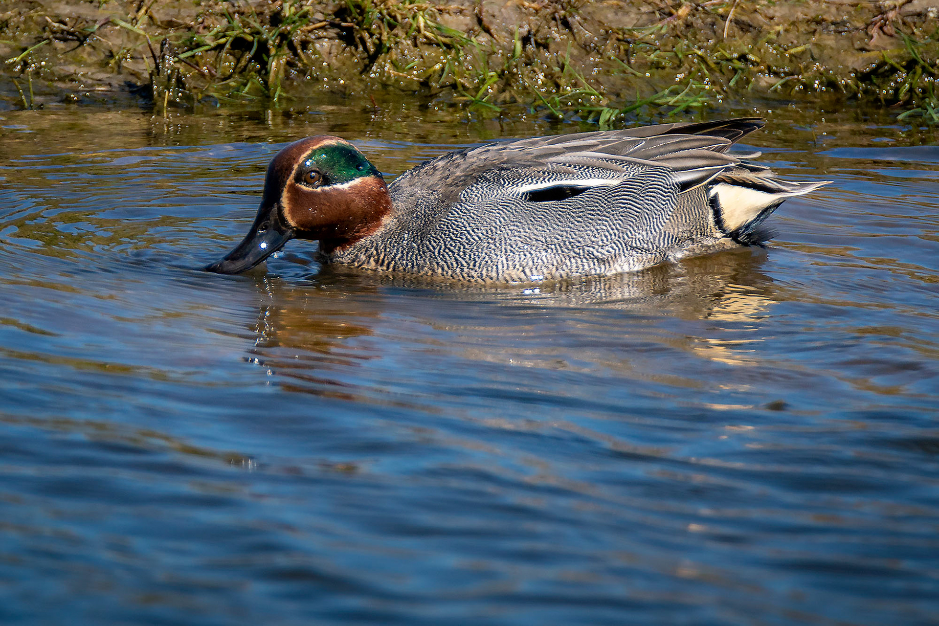 Krickente, male
