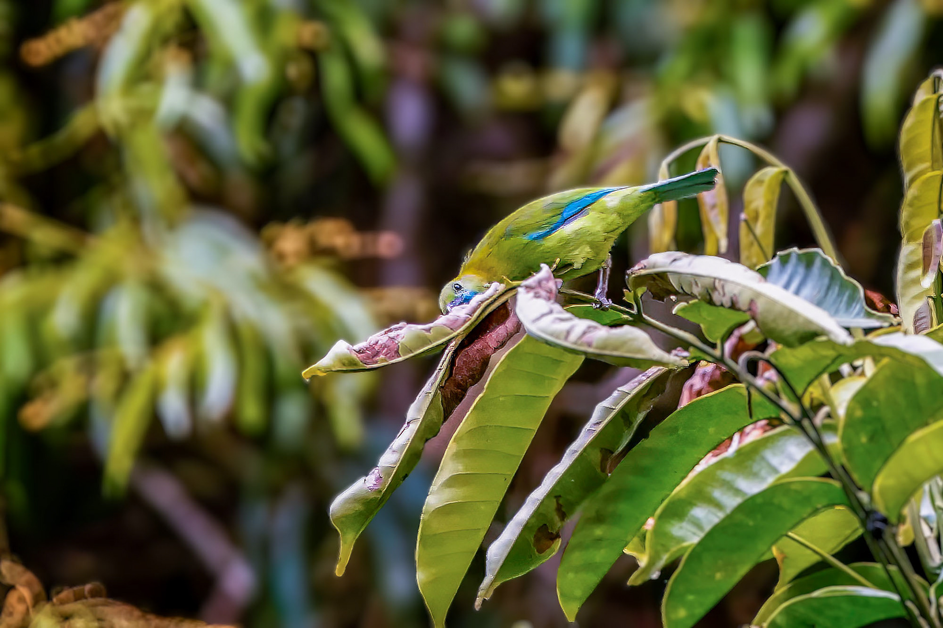 Blauflügel-Blattvogel / blue-winged leafbird