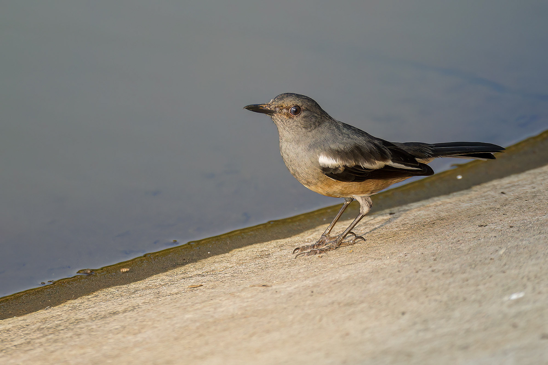 Dajalschama (female)