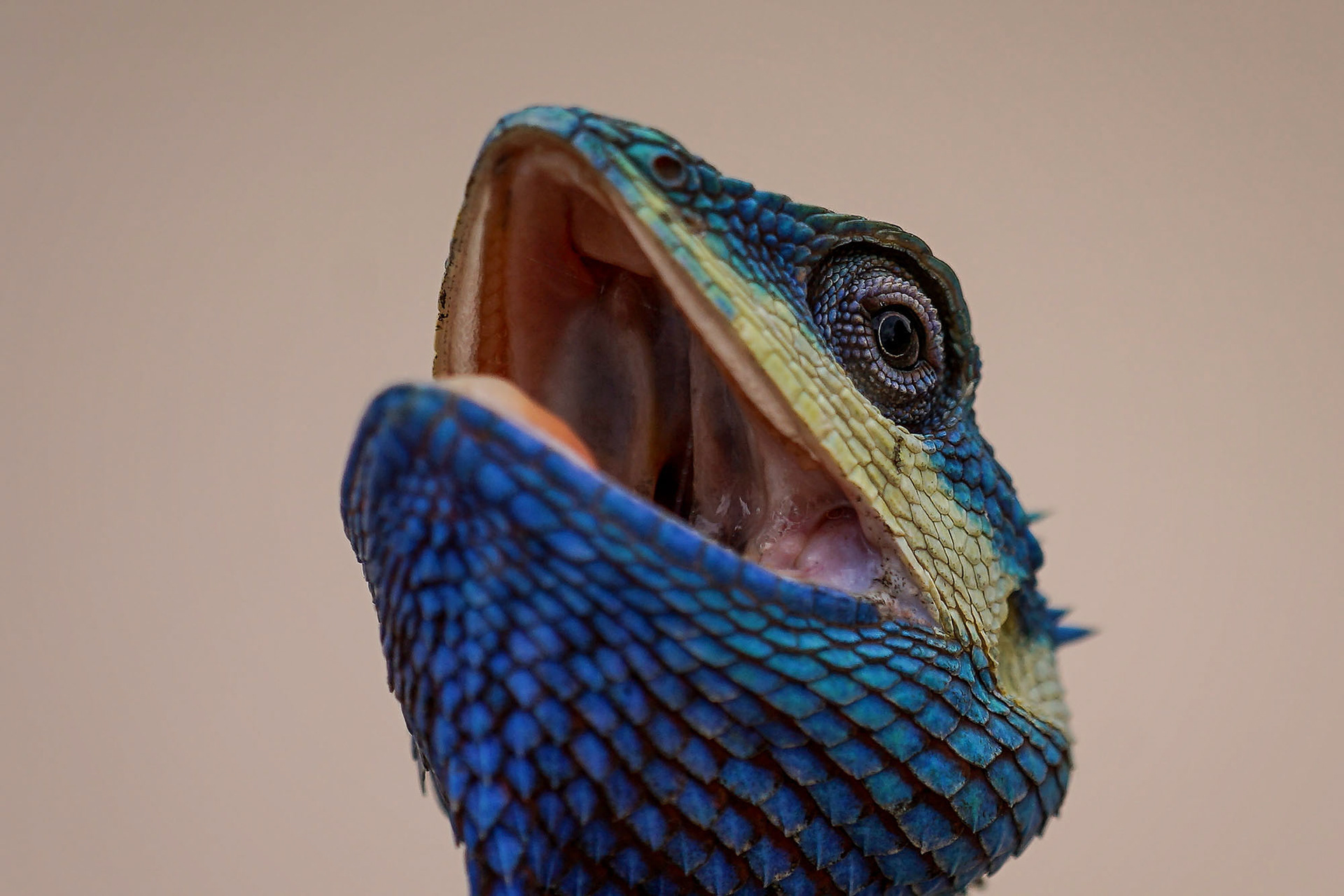 Blaue Schönechse