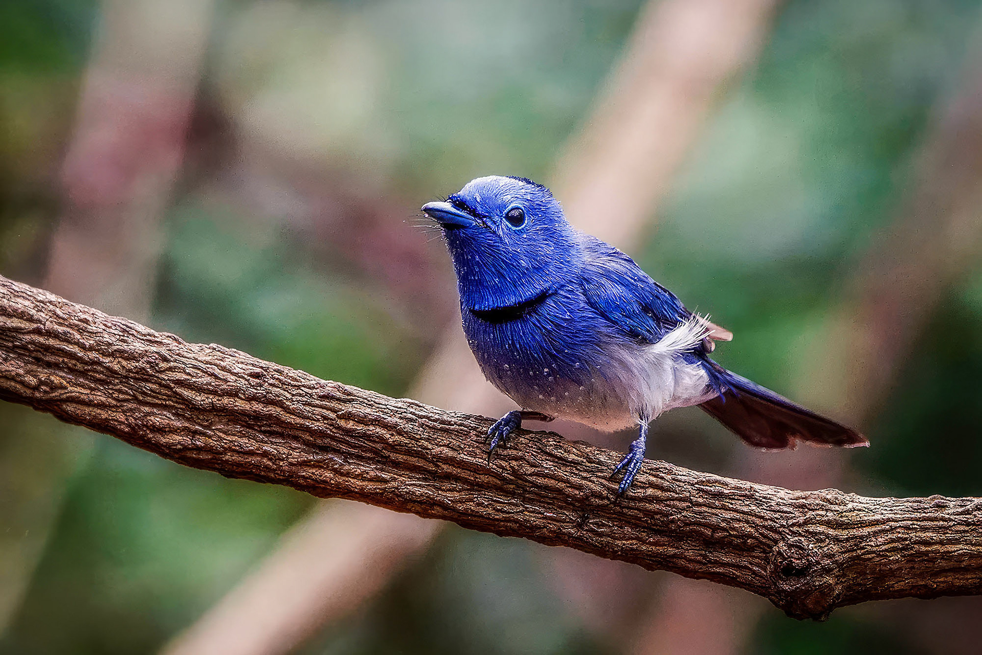 Schwarzgenickschnäpper (M) / Black-naped Monarch