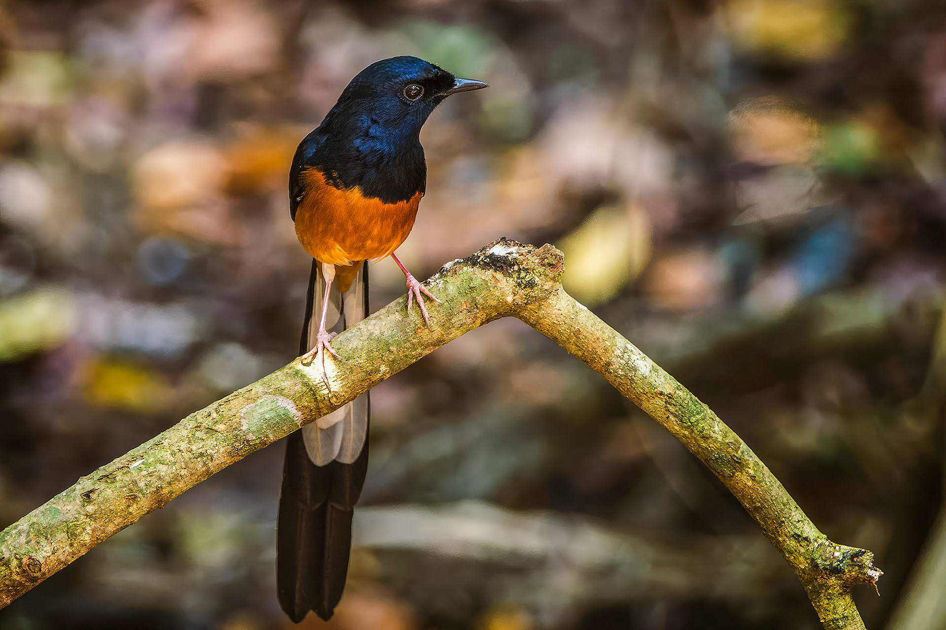Schamadrossel (M) / White-rumped Shama