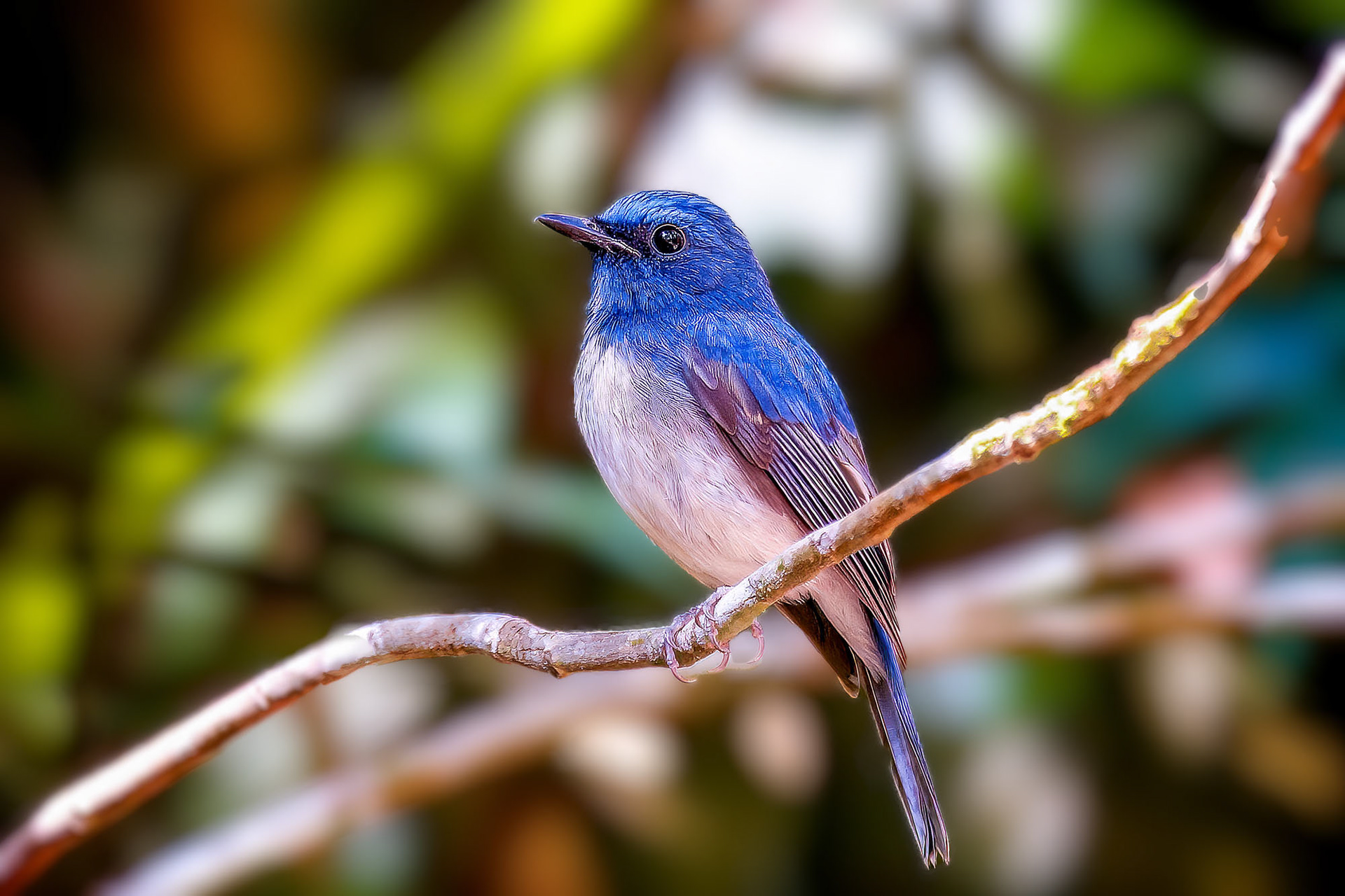 Hainanblauschnäpper (M) / Hainan Blue-Flycatcher