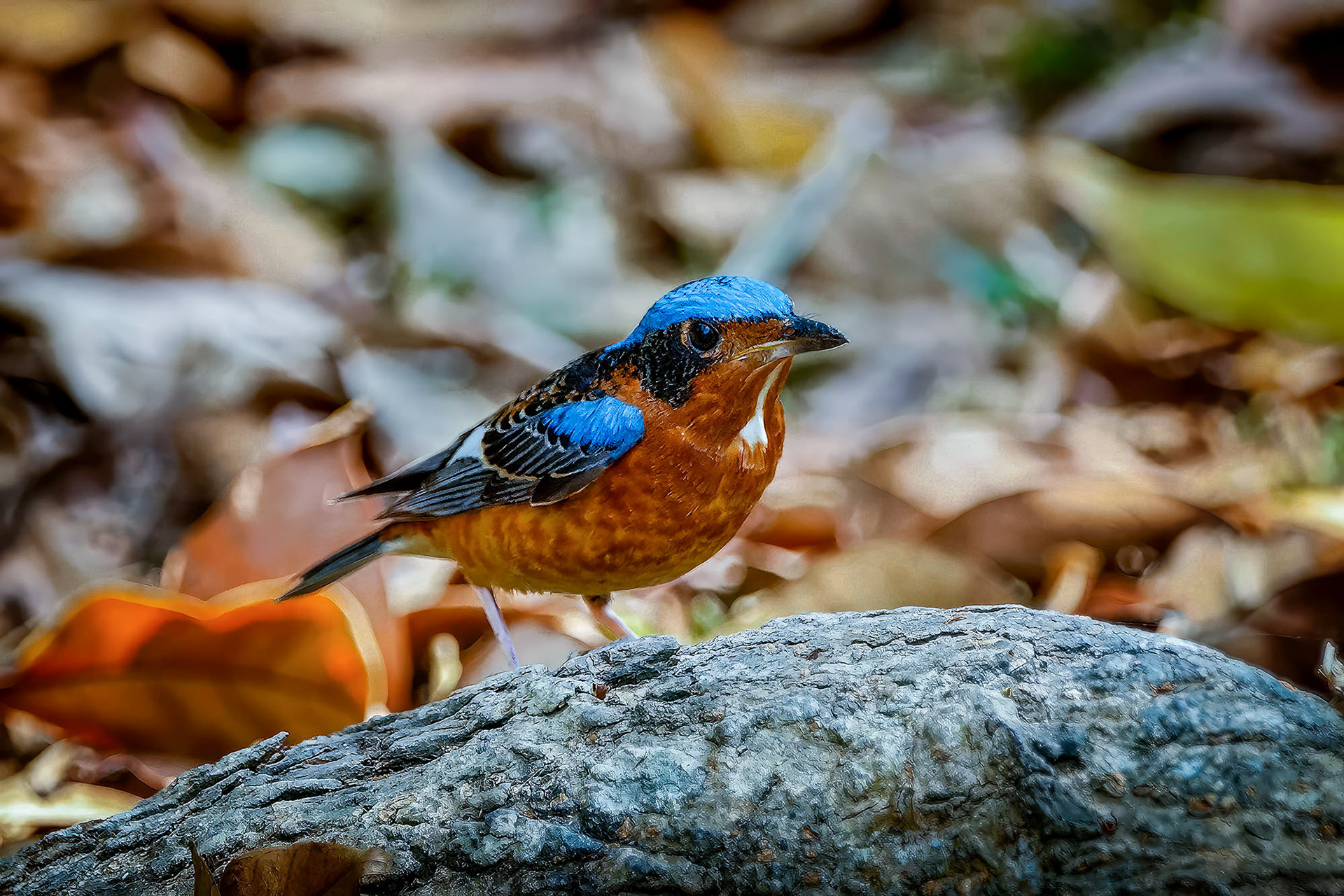 Amurrötel (M) / White-throated Rock-thrush