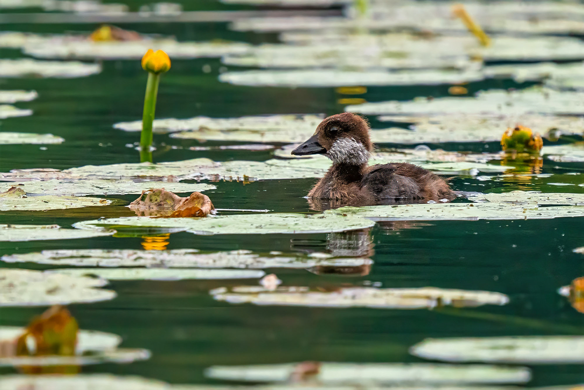 Schellente, juvenile