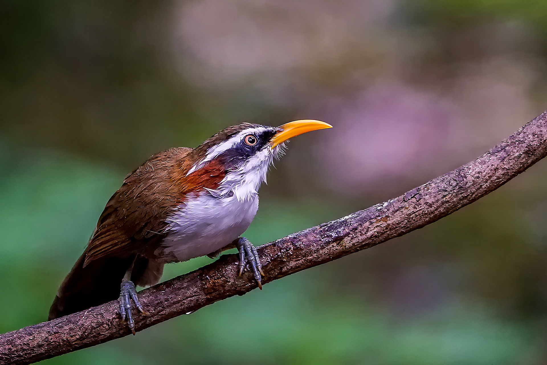 Himalajasäbler / White-browed Scimitar-babbler