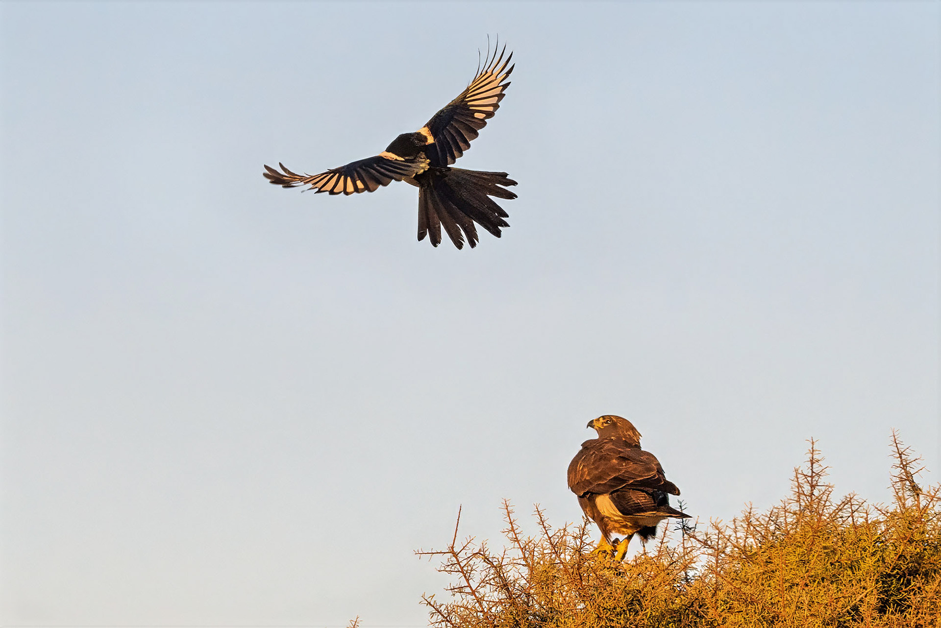 Elster attackiert Mäusebussard