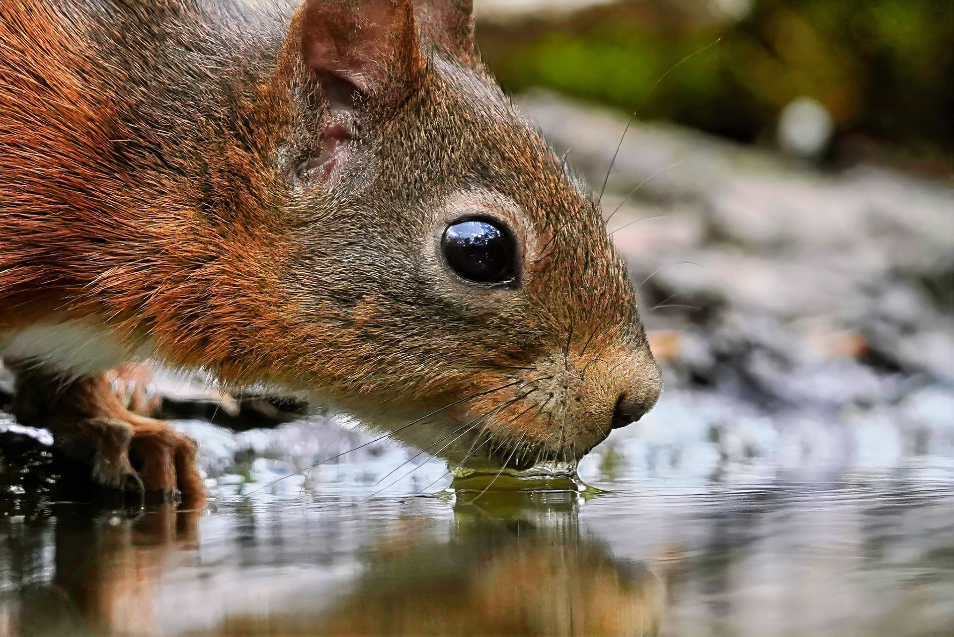 Eurasisches Eichhörnchen