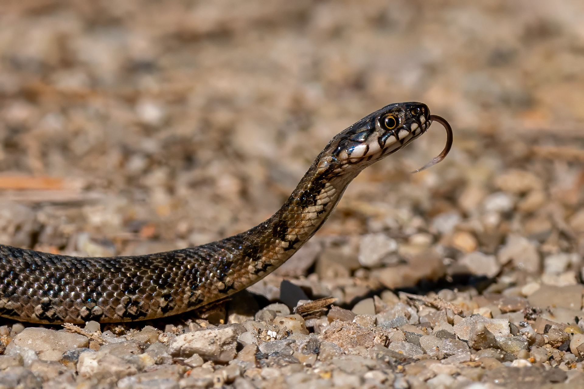 Hufeisennatter, Jungtier