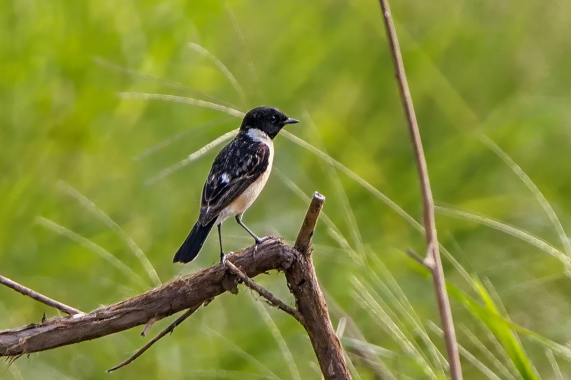 Siberian stonechat or Asian stonechat (Saxicola maurus), male