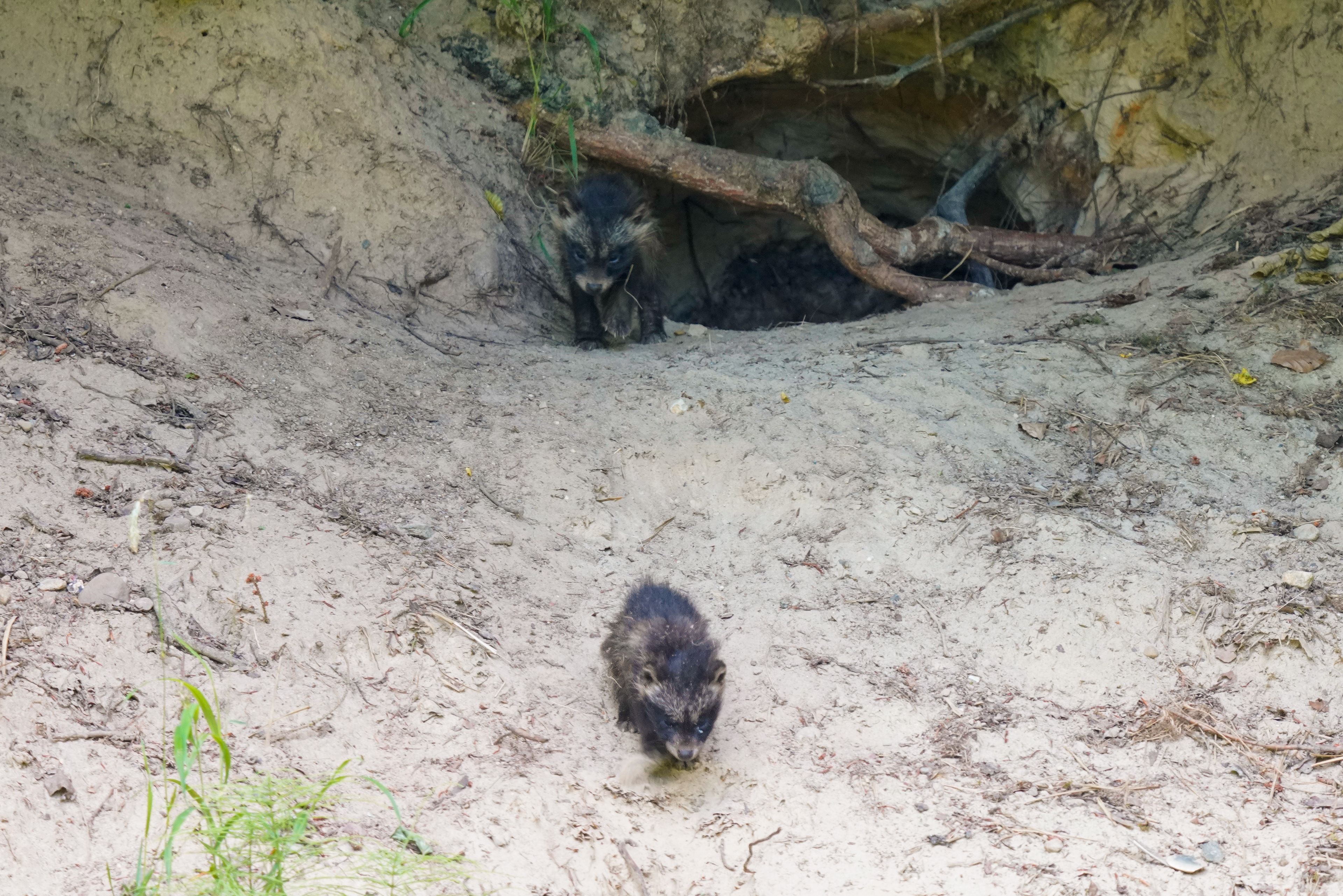 Marderhund Welpen vor dem Bau