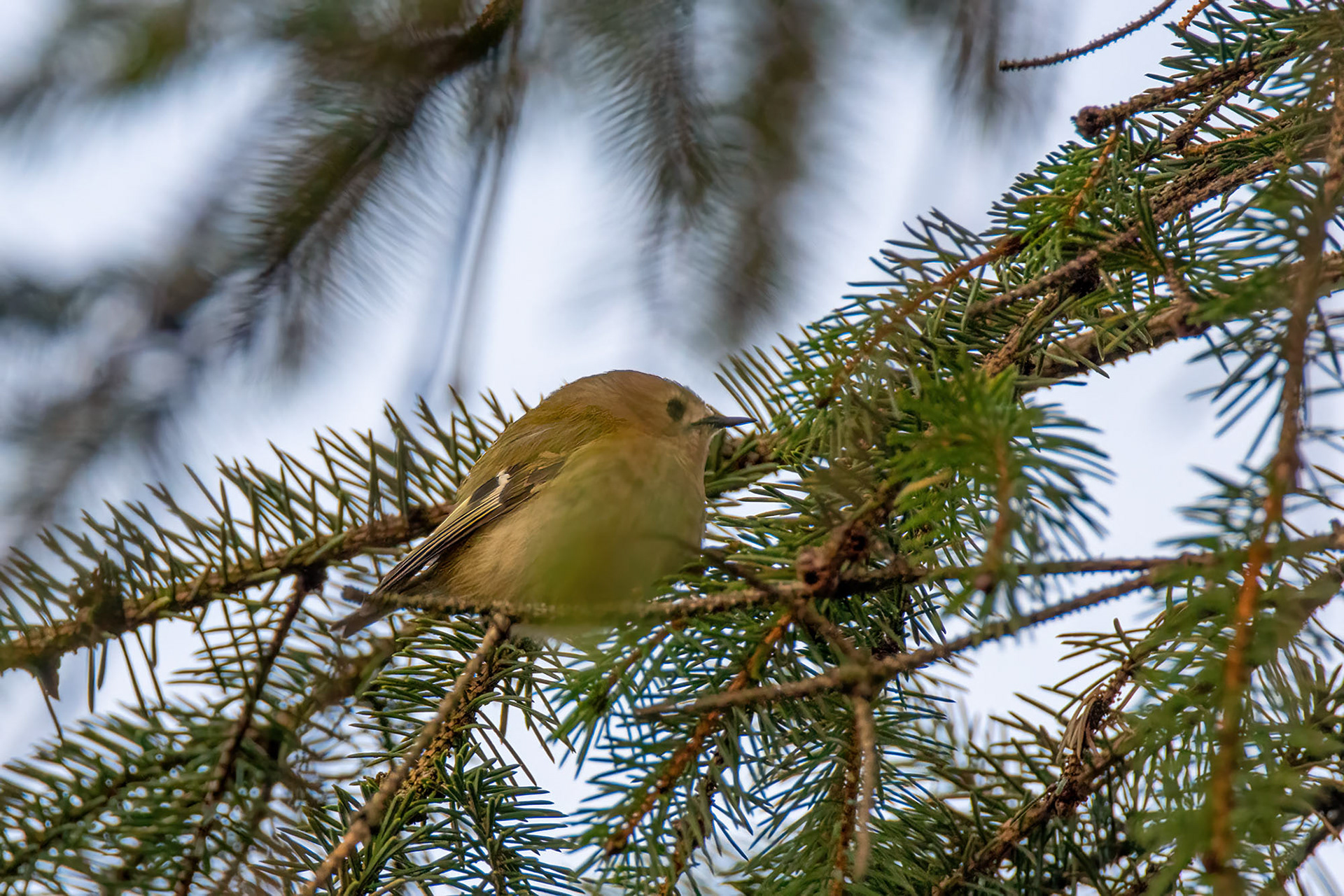 Wintergoldhähnchen