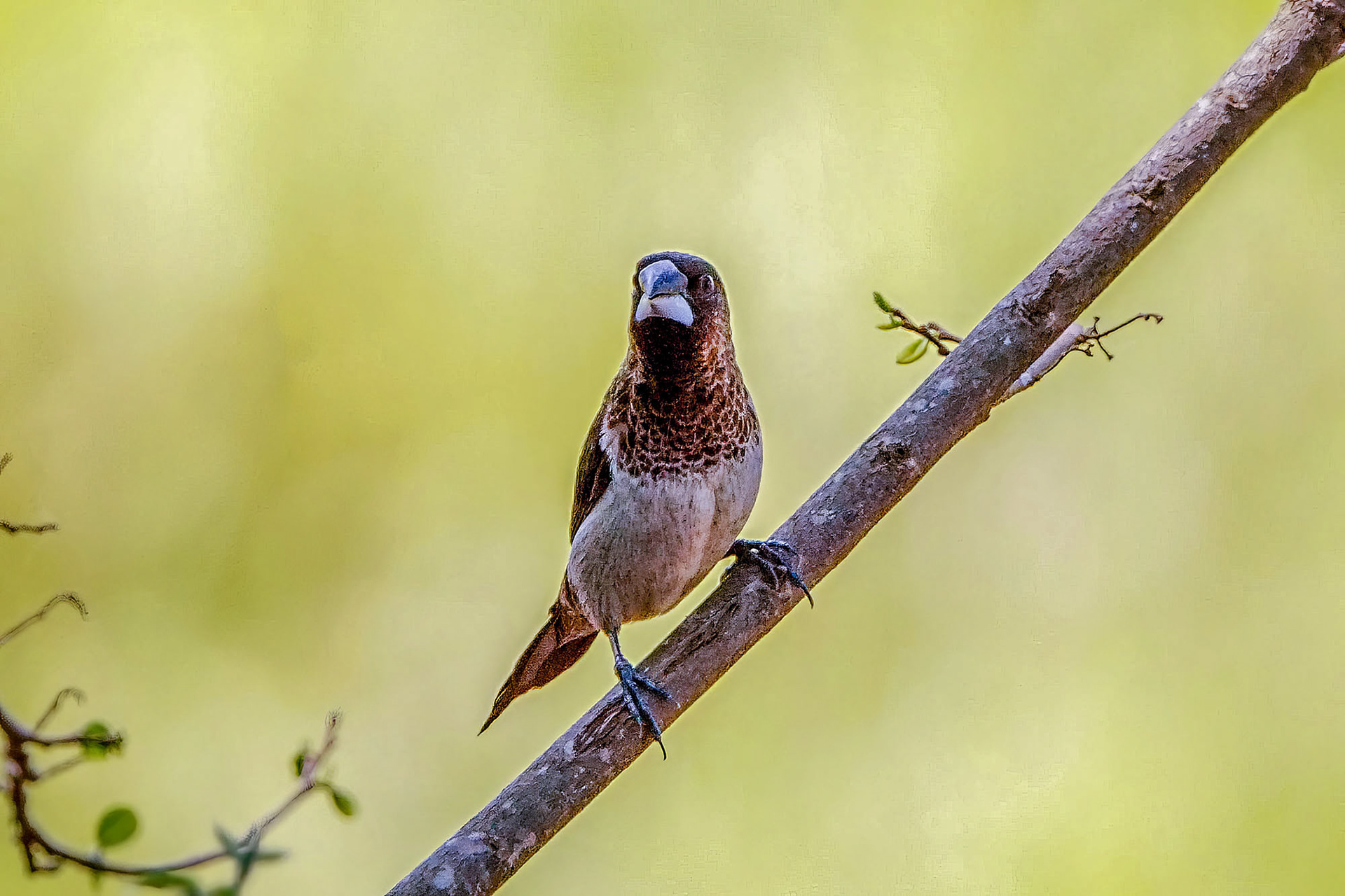 Spitzschwanz-Bronzemännchen
