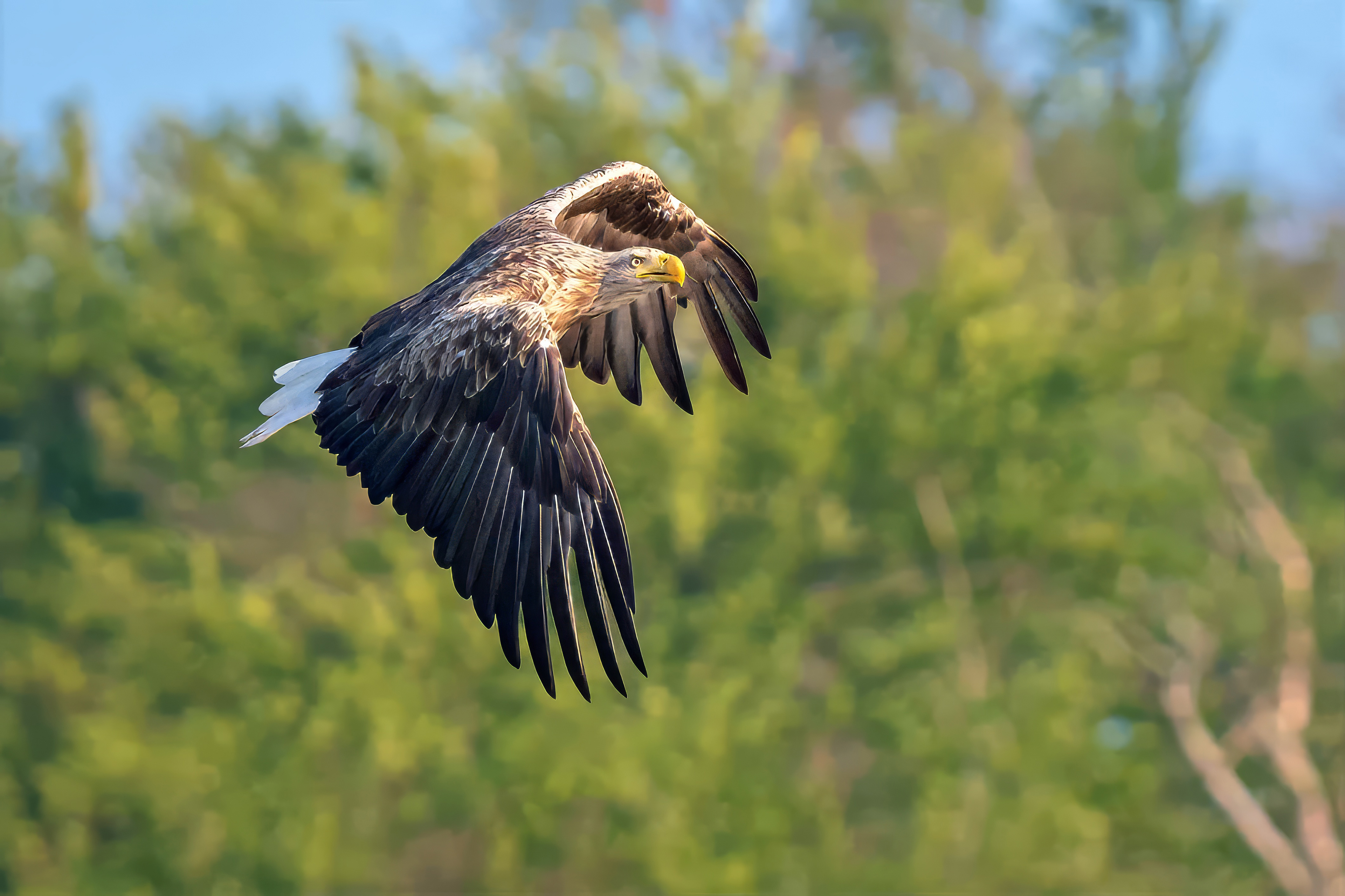 Seeadler