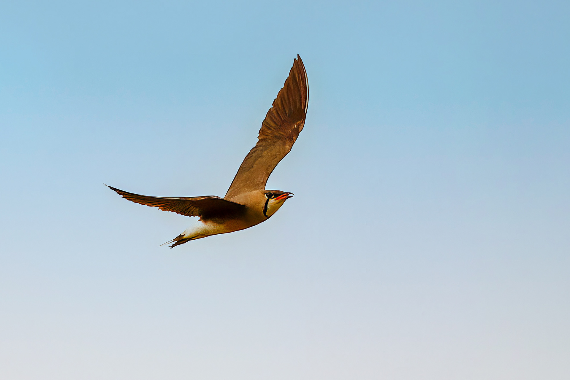 Orientbrachschwalbe /  oriental pratincole