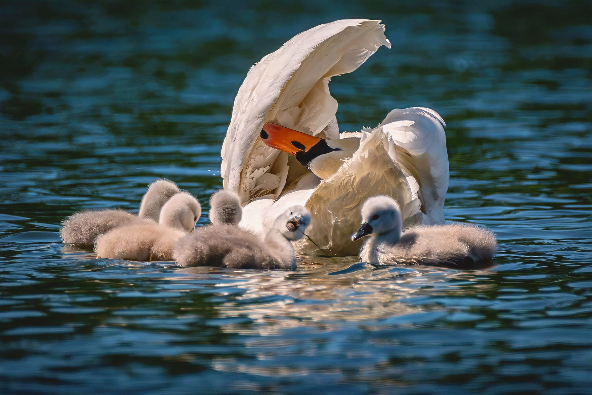 Höckerschwan