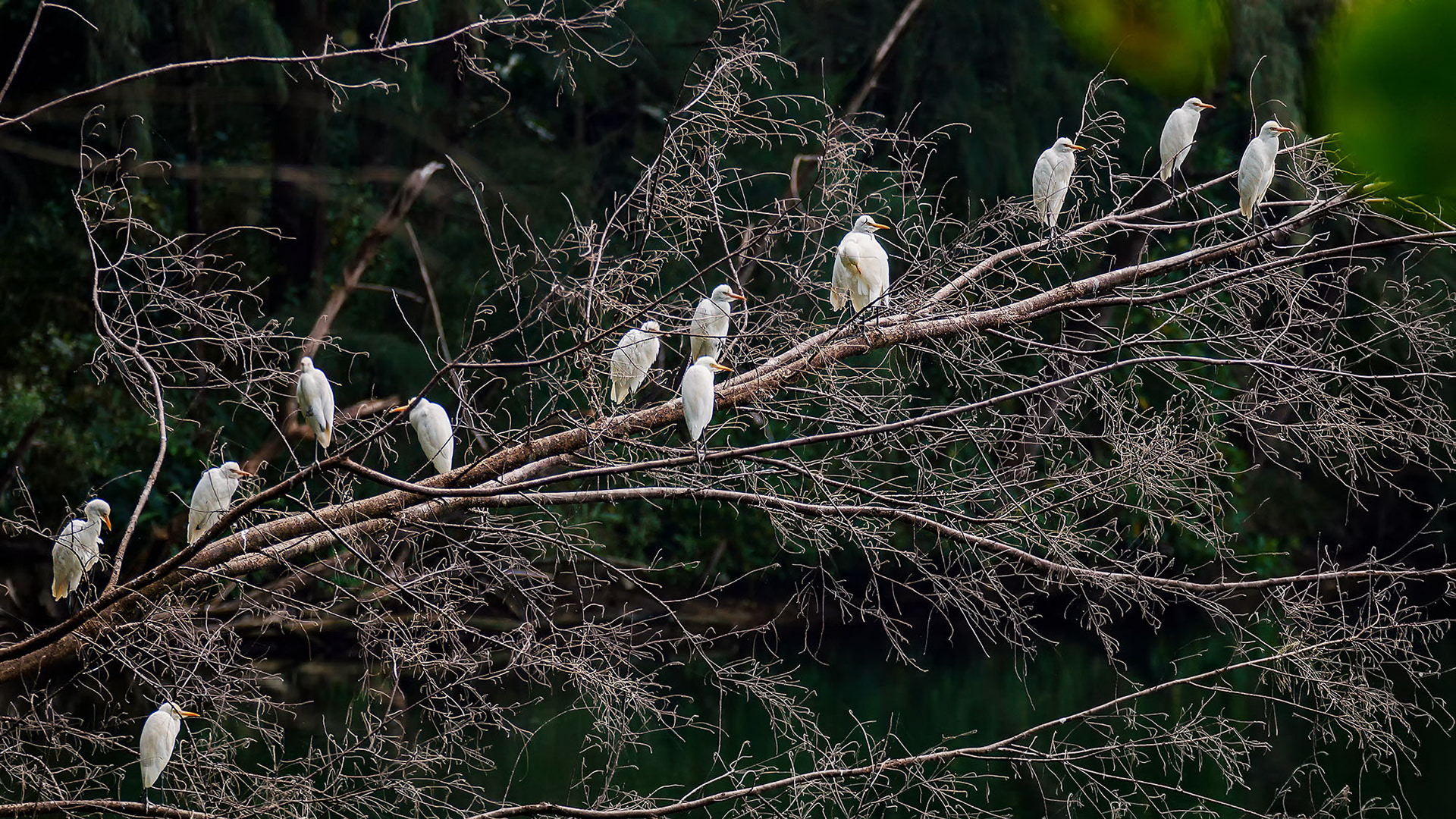 Kuhreiher (im Schlichtkleid) / cattle egret