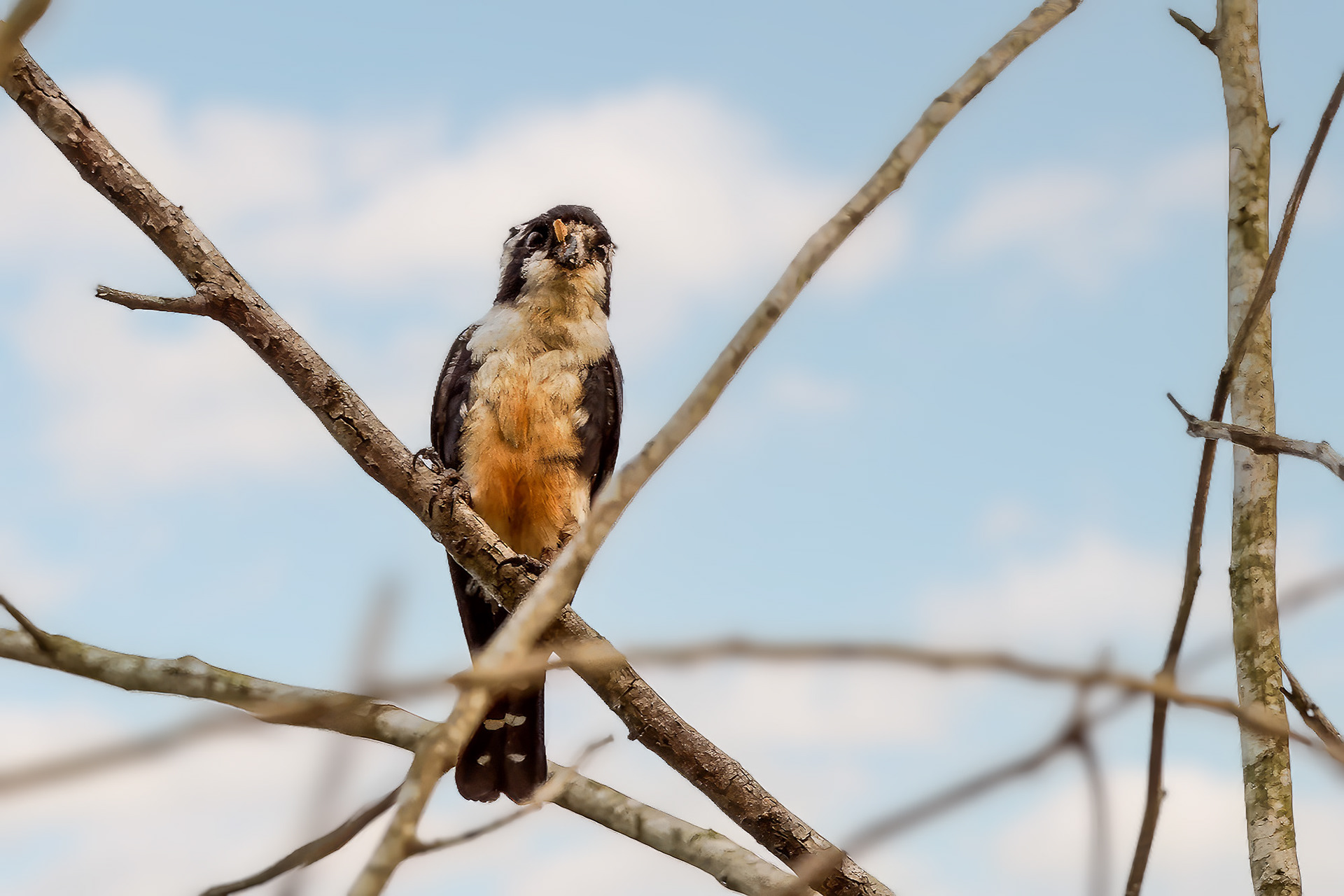 Finkenfälkchen / Black-thighed Falconet