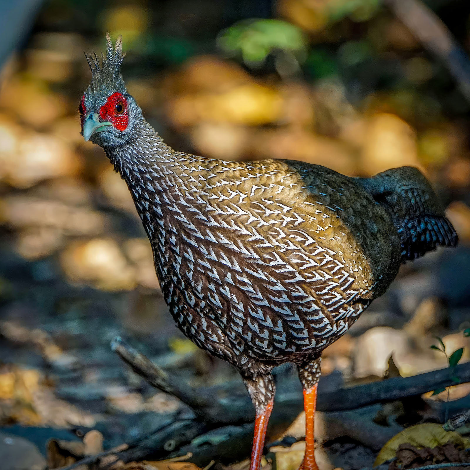 female