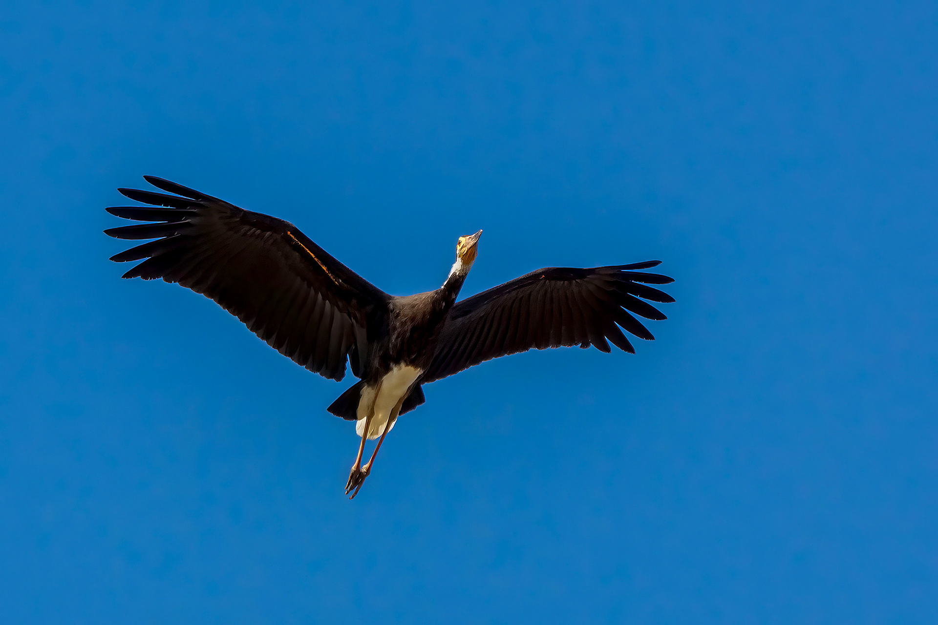 Höckerstorch / Storm's stork